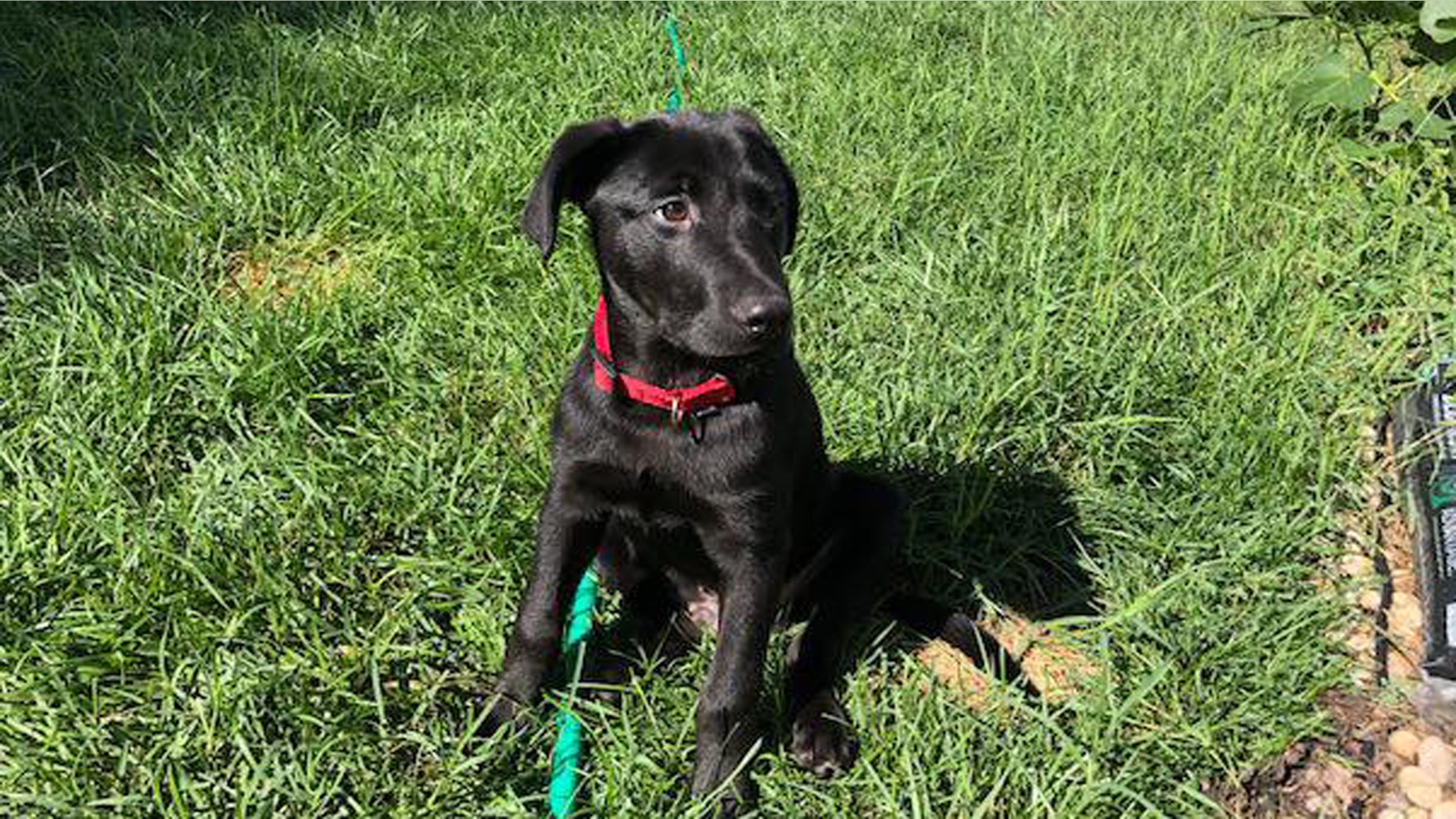 Calvin, a 4-month-old black Labrador, met his new family -- the wife and children of fallen Master Sgt. Christopher Raguso, an Air National Guard airman from Long Island, N.Y.