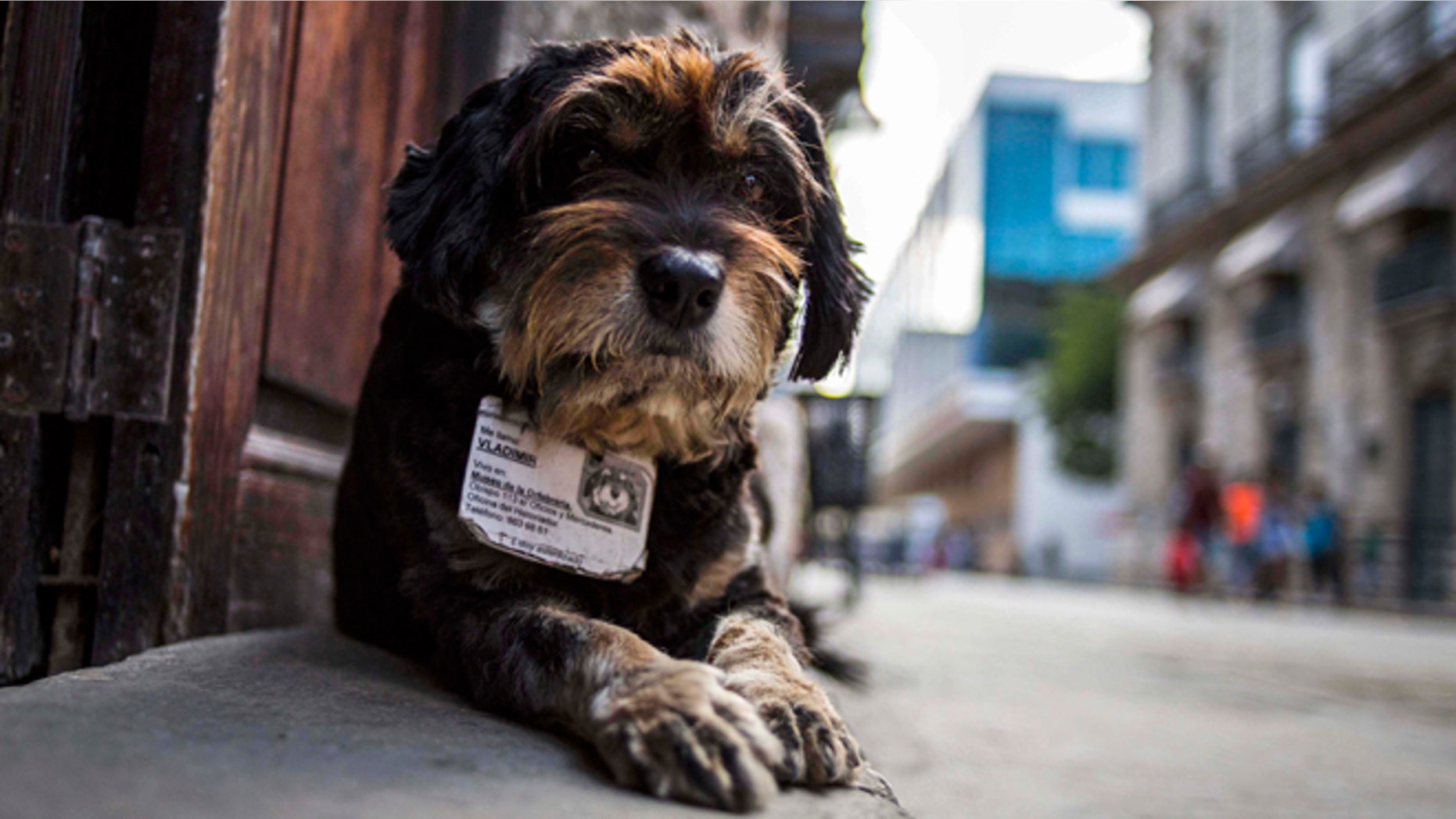 In this March 13, 2015 photo, former street dog Vladimir wears an ID collar that gives his name and residence, as he sits at the entrance of the Old Havana Museum of Metalwork in Havana, Cuba. Cuban law banning animals from workplaces contains an exemption for guard dogs. This legal cover for the ex-strays was bolstered when a dog at a government office awakened a guard one night by barking when she heard would-be thieves removing air conditioners from the windows, according to Nora Garcia, president of the Cuban Association for the Protection of Plants and Animals. (AP Photo/Ramon Espinosa)