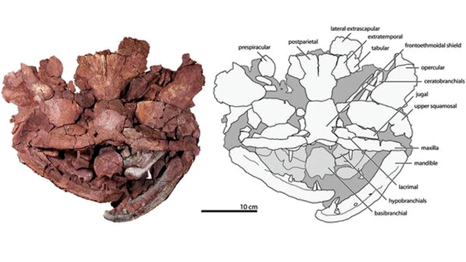 A photograph and line drawing of the skull of Laccognathus embryi, a new species of predatory fish from the Devonian Period. Note the wide head, large mouth and small area for the eyes.