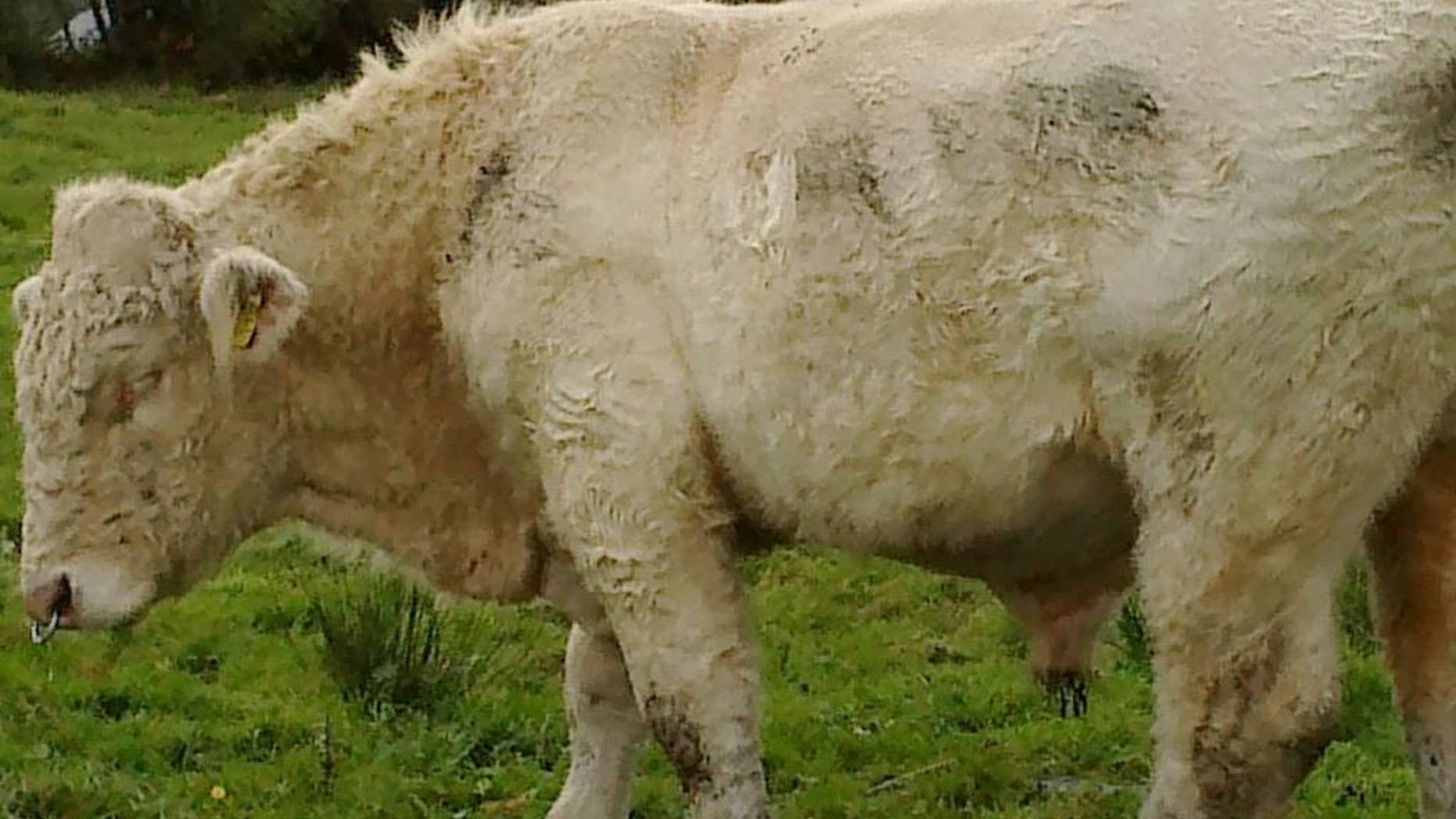 Benjy the bull walks in a field in Couny Mayo Ireland on Sunday Nov. 2, 2014. Benjy faced execution for failure to perform. But Benjy, the gay bull of Ireland, has been saved following a worldwide appeal backed by “The Simpsons” co-creator Sam Simon. Ireland’s Animal Rights Action Network said Tuesday that Simon is paying for Benjy’s transportation to an animal sanctuary in England. Simon, who is battling colon cancer, has been giving away much of the fortune from his television career and is a leading donor to animal welfare causes. Benjy, a Charlerois bull, failed this year to impregnate any heifers at a County Mayo farm in western Ireland. Veterinarians determined he was fertile, but was more attracted to the bull that replaced him. (AP Photo/Joanna McNicholas)