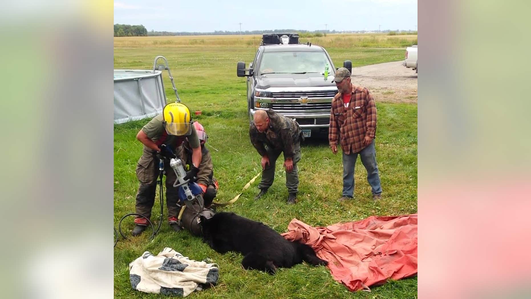 Firefighters in northern Minnesota recently came to the rescue of a black bear after he got his head stuck in a 10-gallon milk jug.