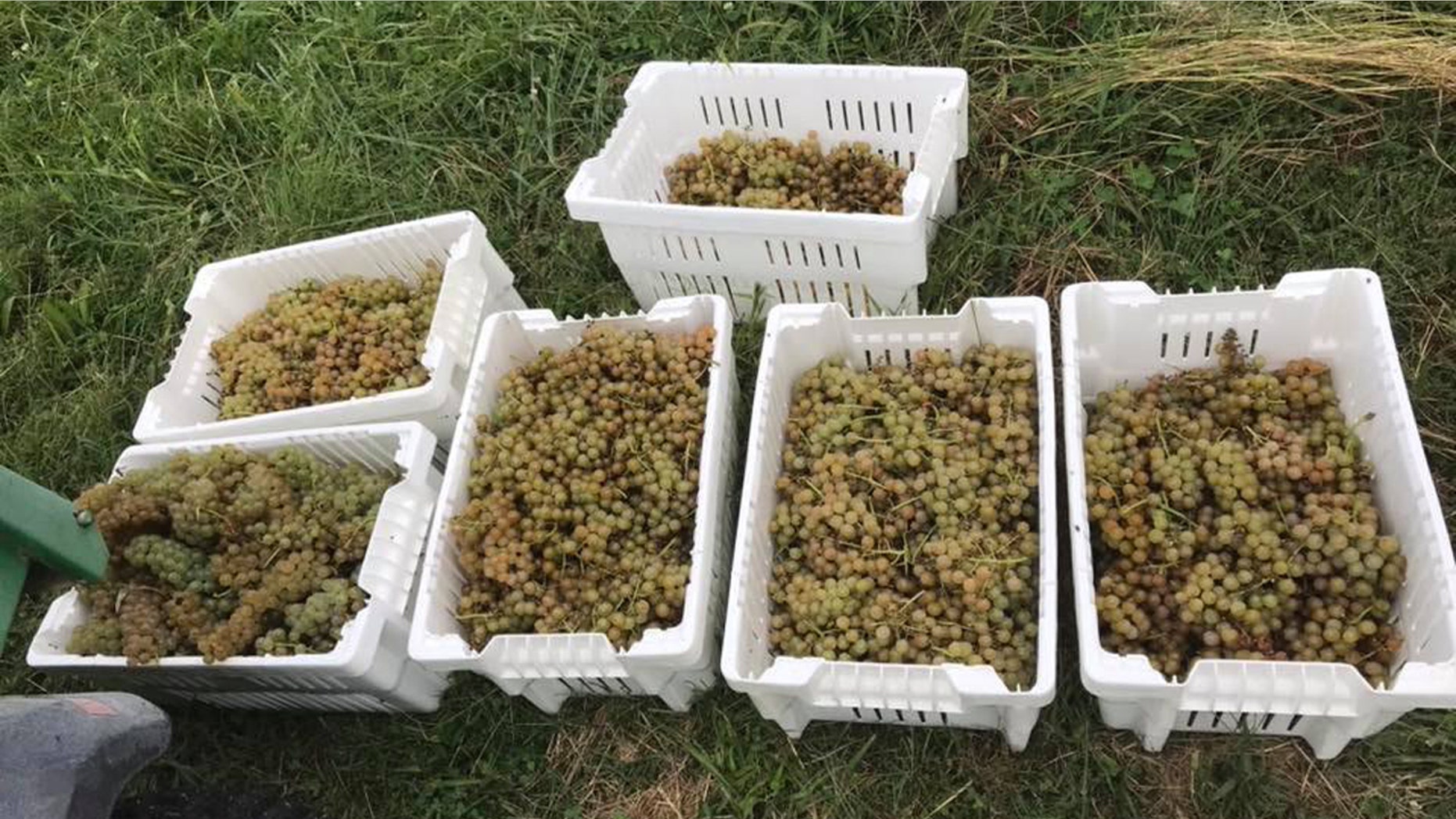 A winery in Virginia said it has only six crates of grapes left after more than two tons of grapes were stolen from it Monday night.
