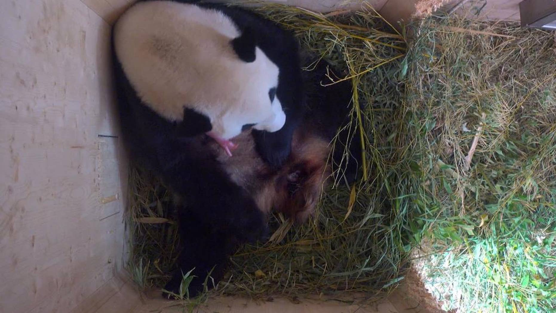 In this grab taken from video provided by Tiergarten Schoenbrunn on Monday, Aug. 8, 2016, Yang Yang the panda cradles her new cub. Vienna Zoo is celebrating the birth of a rare giant panda. The baby bear was born Sunday to mother Yang Yang and father Long Hui. It's their fourth cub, after Fu Long, Fu Hu and Fu Bao. (Tiergarten Schoenbrunnn via AP)