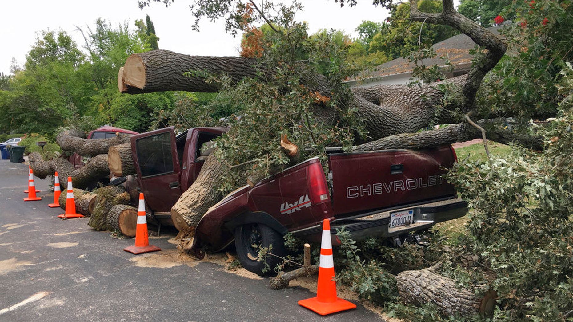 A centuries old massive oak tree came crashing down and crushed this truck after collapsing in a neighborhood in Pleasant Hill, Calif., Thursday, Aug. 30, 2018. Several parked vehicles were destroyed when the tree fell overnight. (Rick Hurd/East Bay Times via AP)
