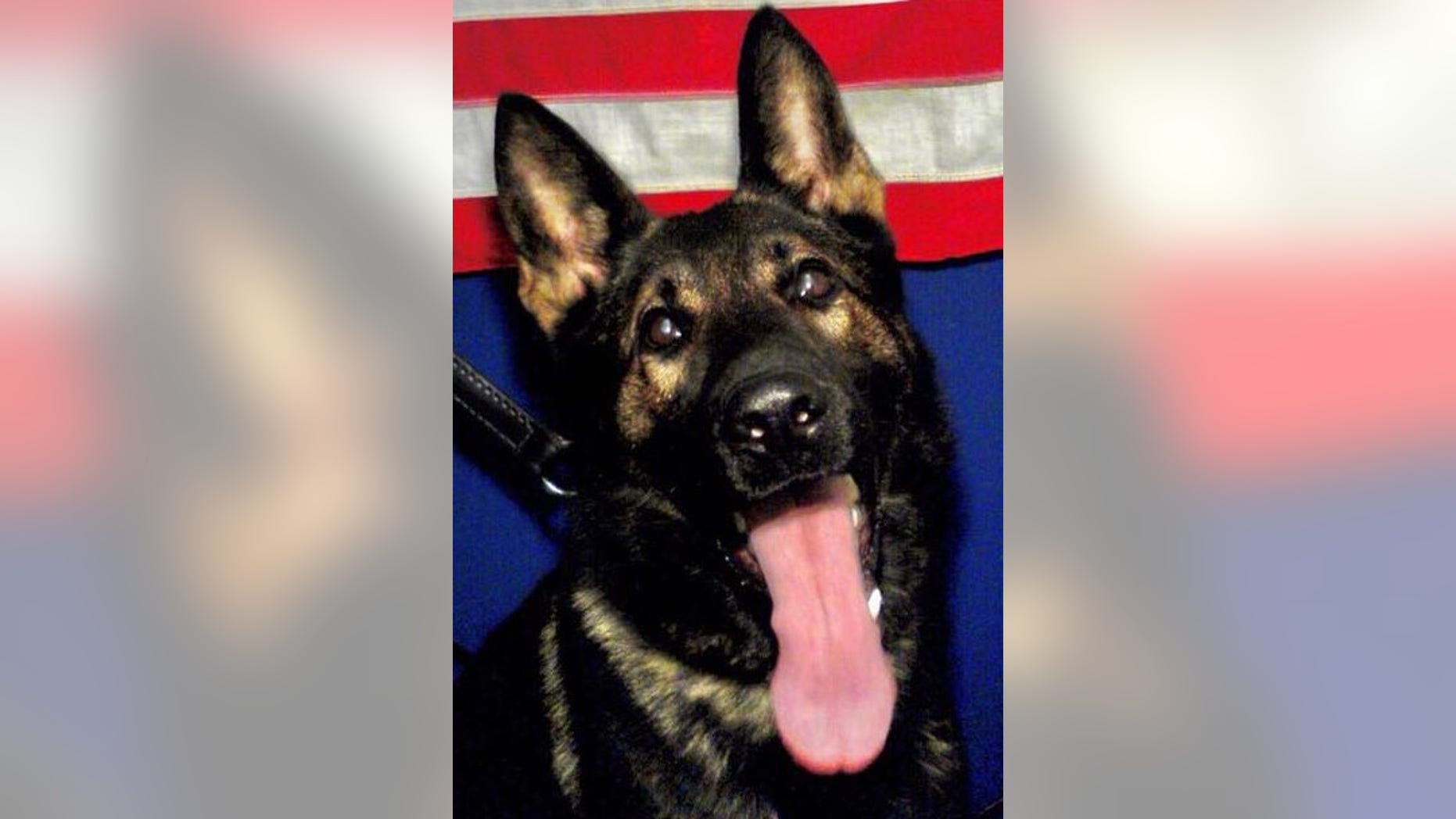K-9 Fang, a 3-year-old German Shepherd who worked with the Jacksonville Sheriff's Office in Florida, was fatally shot Sunday in the line of duty.