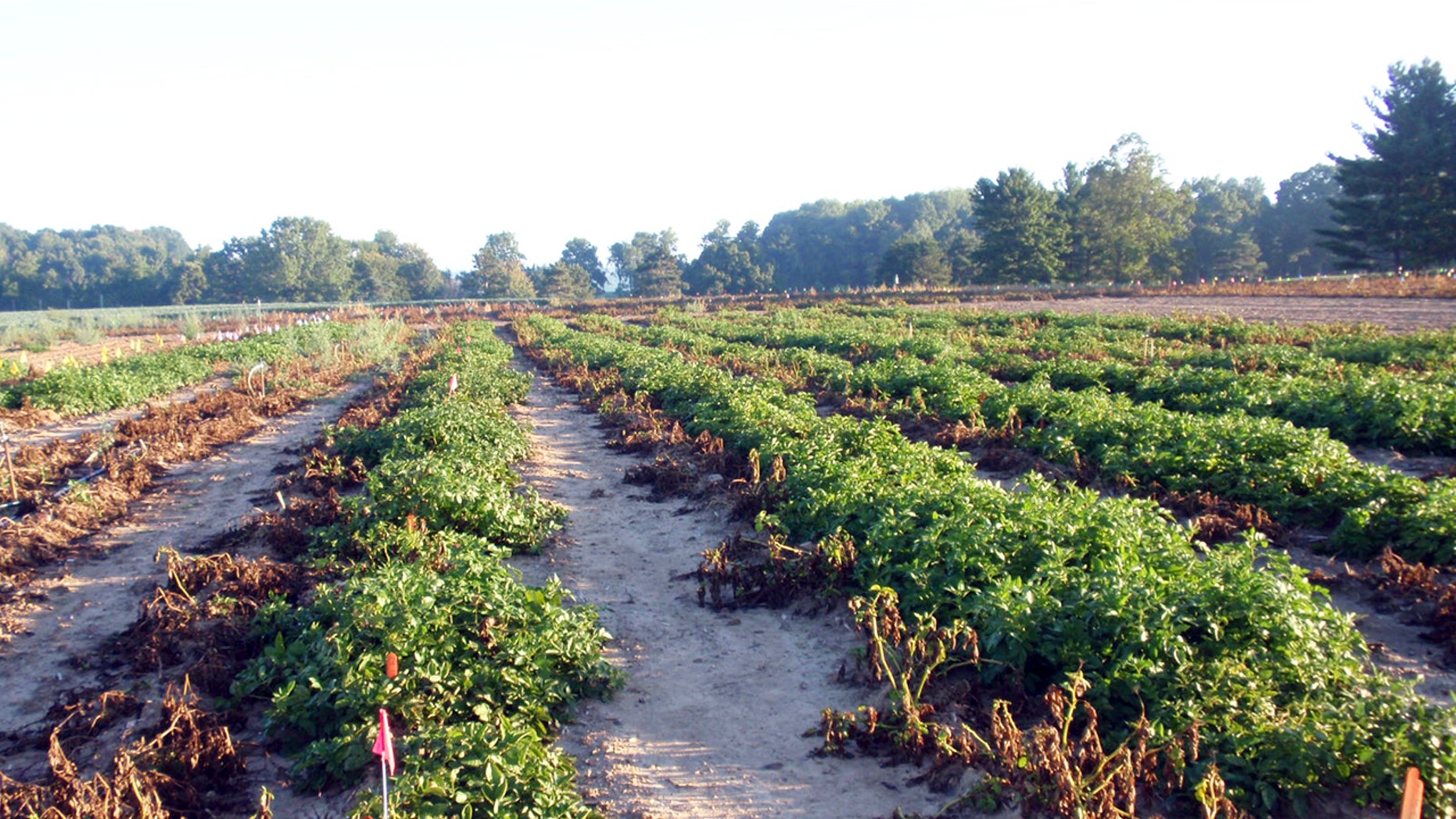 This 2013 photo taken at Michigan State University in East Lansing, Mich., and supplied by J.R. Simplot Company shows wilted conventional potato plants without resistance to the pathogen that caused the Irish potato famine on the left next to surviving rows of J.R. Simplot Co's genetically engineered potato plants that resist the disease.