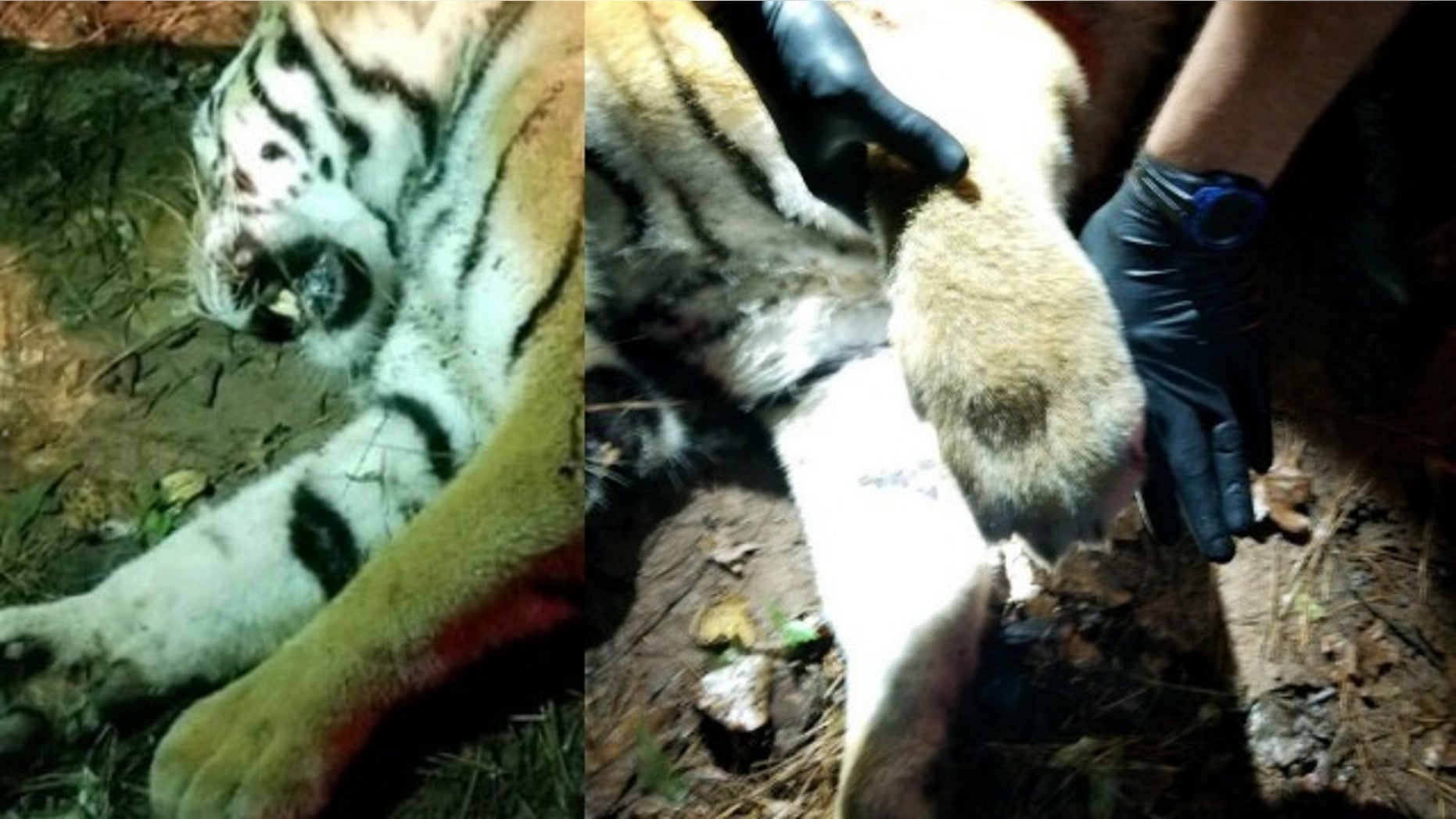 A tiger was shot dead after running loose on a Georgia highway.