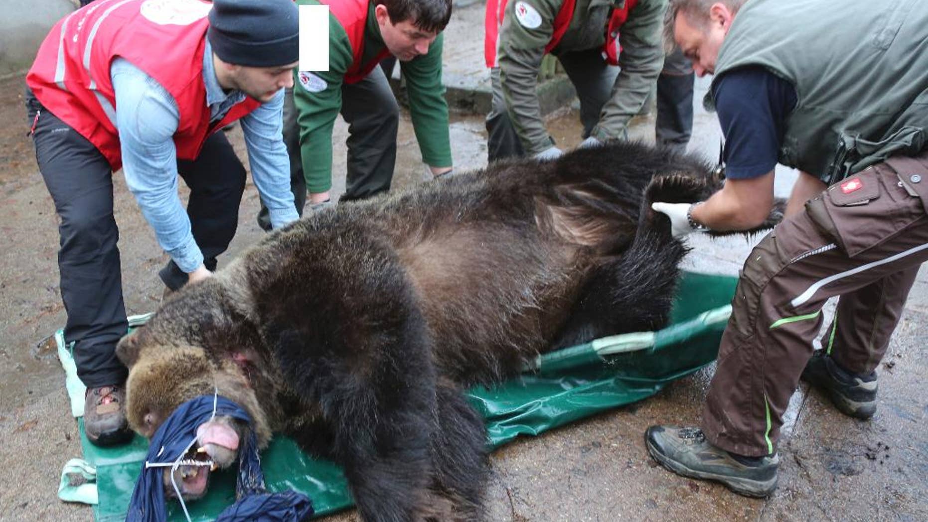 Doctors and activists of the FOUR PAWS animal welfare international organization are preparing to load sleeping brown bear Wojtusia into a cage and onto a truck in Braniewo, Poland, Wednesday, 14 Dec. 2016, to transport it from inappropriate conditions at the unlicensed local zoo in northeastern Poland to a spacious enclose and good conditions at a professional zoo in Poznan, in western Poland. The organization says the transfer marks the end of illegal keeping of brown bears in Poland. (Christiane Flechtner/ FOUR PAWS via AP)