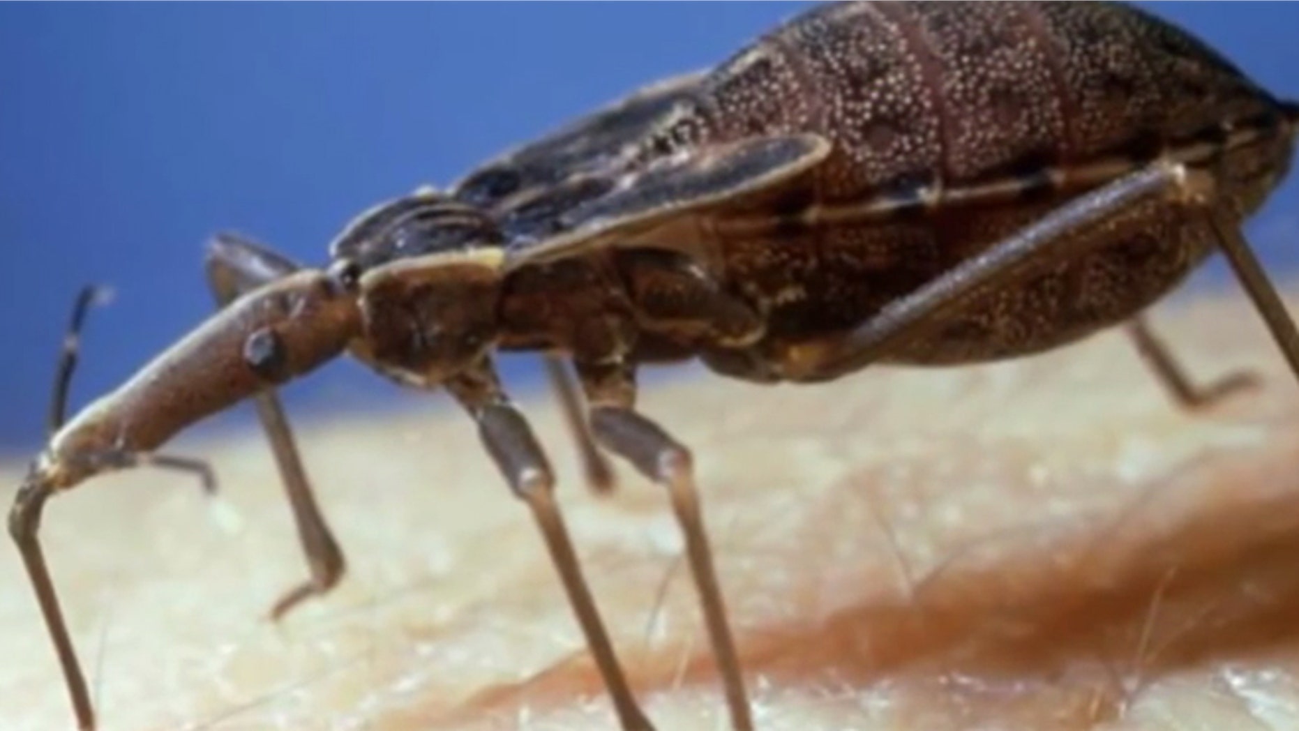 A screenshot from a video of a triatomine, or "kissing bug," that transmits Chagas Disease.