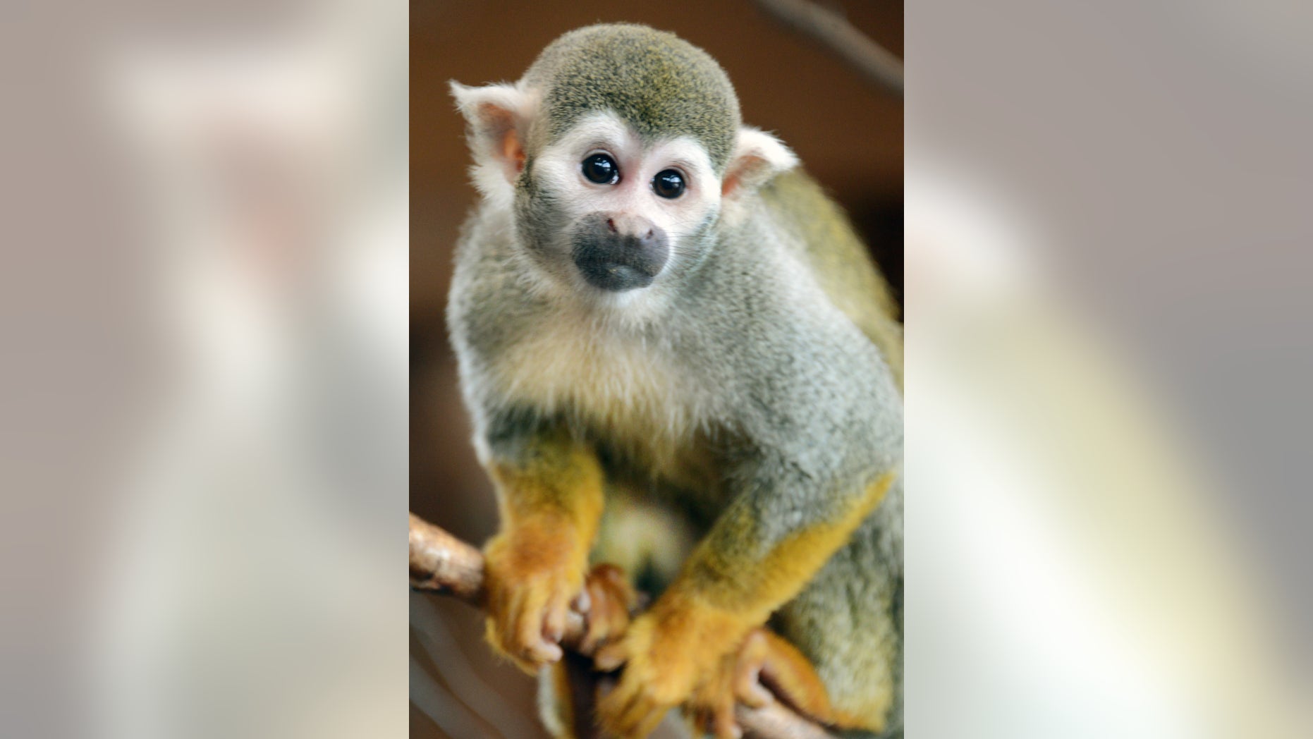 FILE - In tis picture taken Jan. 28, 2014 male squirrel monkey Purus sits on a branch in his enclosure at the Bergzoo in Halle, Saale, Germany, The German zoo says it’s sending the monkey Casanova to a new home in the Czech Republic over fears he’s produced so many offspring with its two-dozen female monkeys that he may soon start having children with his own relatives. Halle Zoo monkey keeper Jutta Heuer told The Associated Press on Tuesday Feb. 11, 2014 her 25 female adult squirrel monkeys had rejected all other males and have only been mating with 10-year-old Purus, who arrived in 2009. (AP Photo/dpa,Waltraud Grubitzsch)