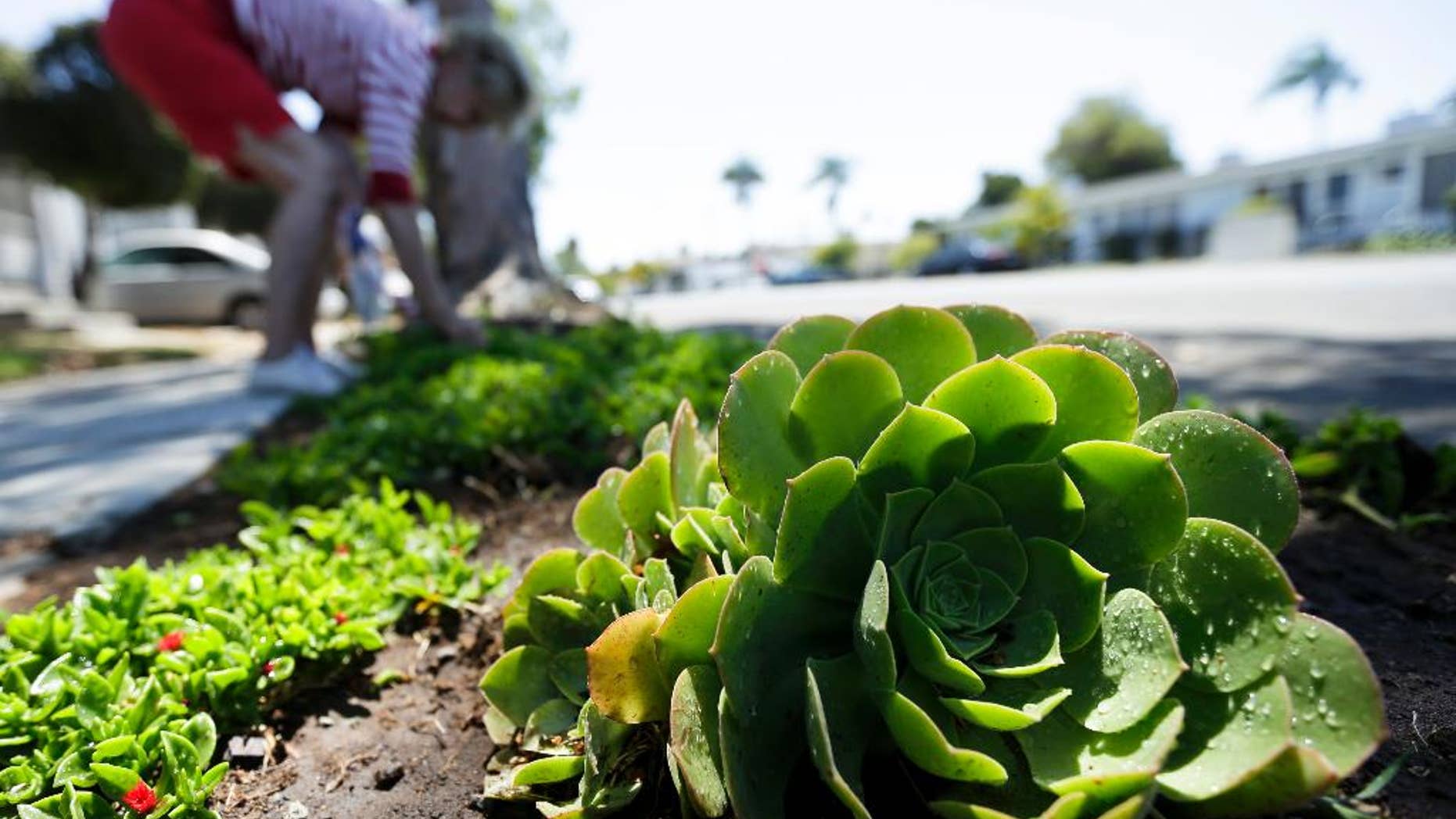 FILE -- In this July 9, 2014 file photo a woman works among drought-tolerant plants in her front yard in San Diego. Water use in San Diego plunged 24 percent in June well past it's target of 16 percent. (AP Photo/Gregory Bull, file)