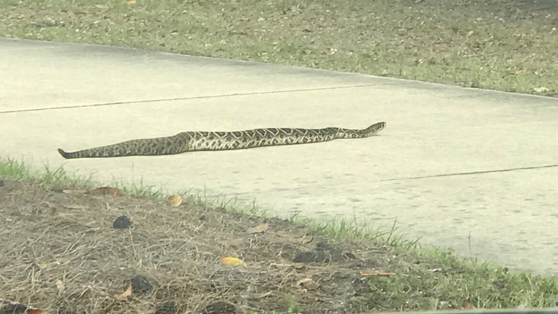 Derek Tyson and his family first spotted the rattler on Sunday, he told Fox News.