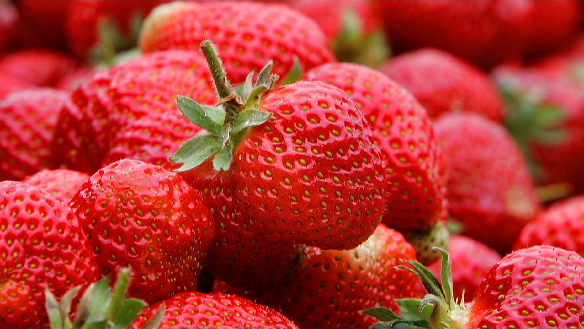 Frisch geerntete Erdbeeren, fotografiert am Dienstag, 23. Mai 2006, auf einem Feld bei Oelde in Nordrhein-Westfalen. Am Dienstag beginnt offiziell der Start der Erdbeersaison in Deutschland. Der Preis fuer ein Schaelchen mit 500 Gramm Erdbeeren soll zwischen 2,30 und 2,80 Euro liegen. (AP Photo/Frank Augstein) --- Fresh strawberrys picked on a field near Oelde, western Germany, are seen on Tuesday, May 23, 2006 at the start of Germany's strawberry harvest season. Some 100,000 tons of strawberrys are expected to be gathered until the end of August. The 500 gram (20 ounces) basket is expected to cost between 2.30 to 2.80 Euro (US$2.95 to 3.59). (AP Photo/Frank Augstein)