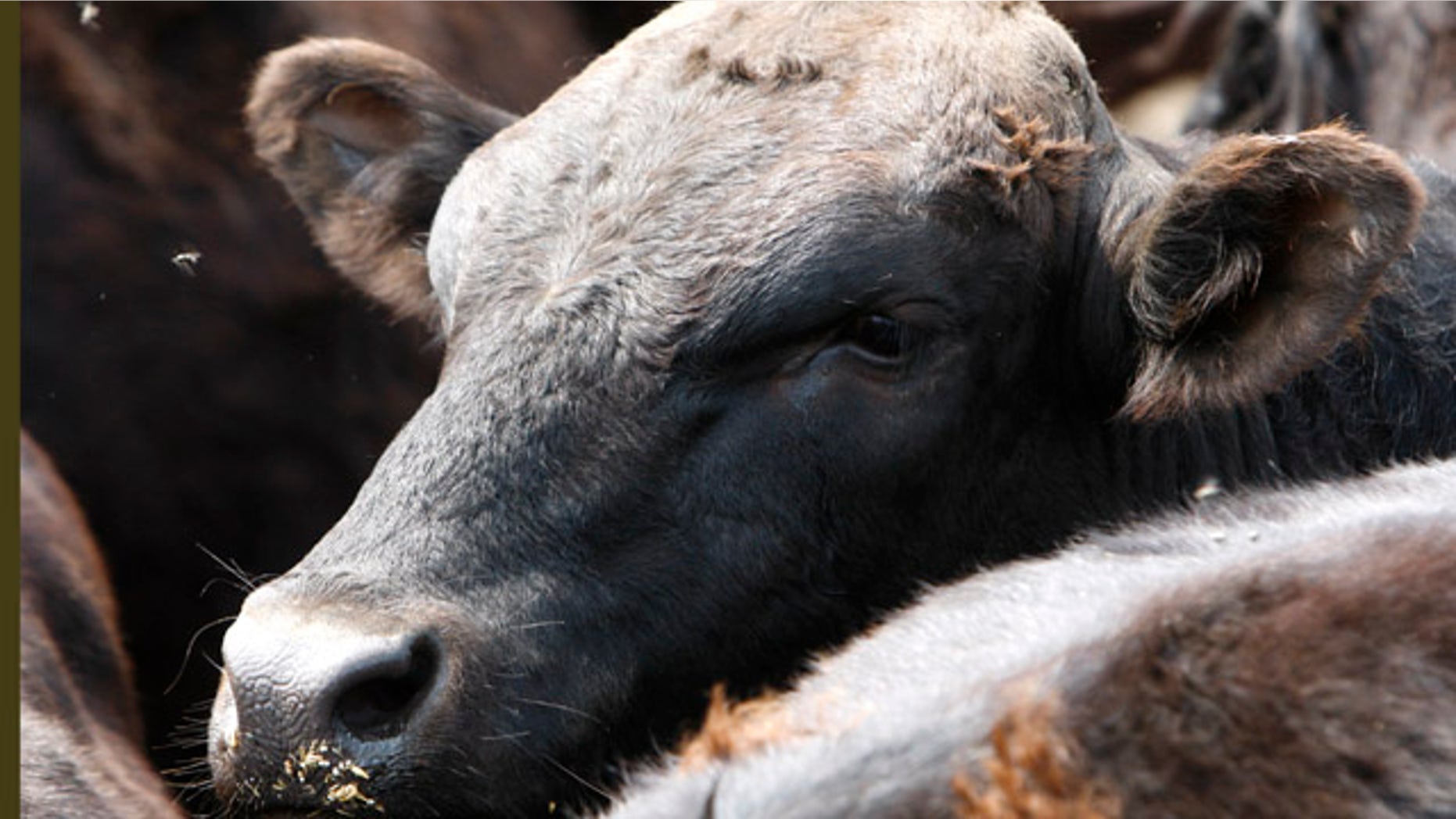 This Tuesday, June 28, 2011 photo shows a Wagyu bull named Hercules at Meadows Farm in Cazenovia, N.Y. Kobe beef from the United States can't be called Kobe. Because of an import ban, Kobe-style or Wagyu beef is the closest most Americans can come to tasting the legendary meat. (AP Photo/Mike Groll)