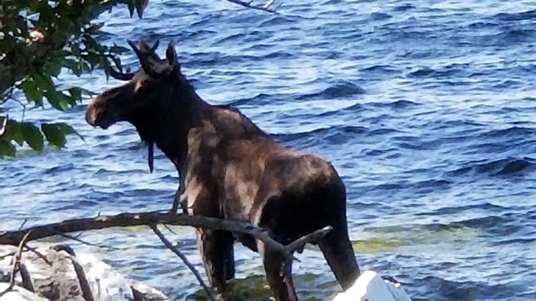 The moose in Lake Champlain in South Hero, Vt. Wildlife officials said the animal had crossed the lake and made it to shore, but went back in the water, after likely feeling threatened, and drowned.