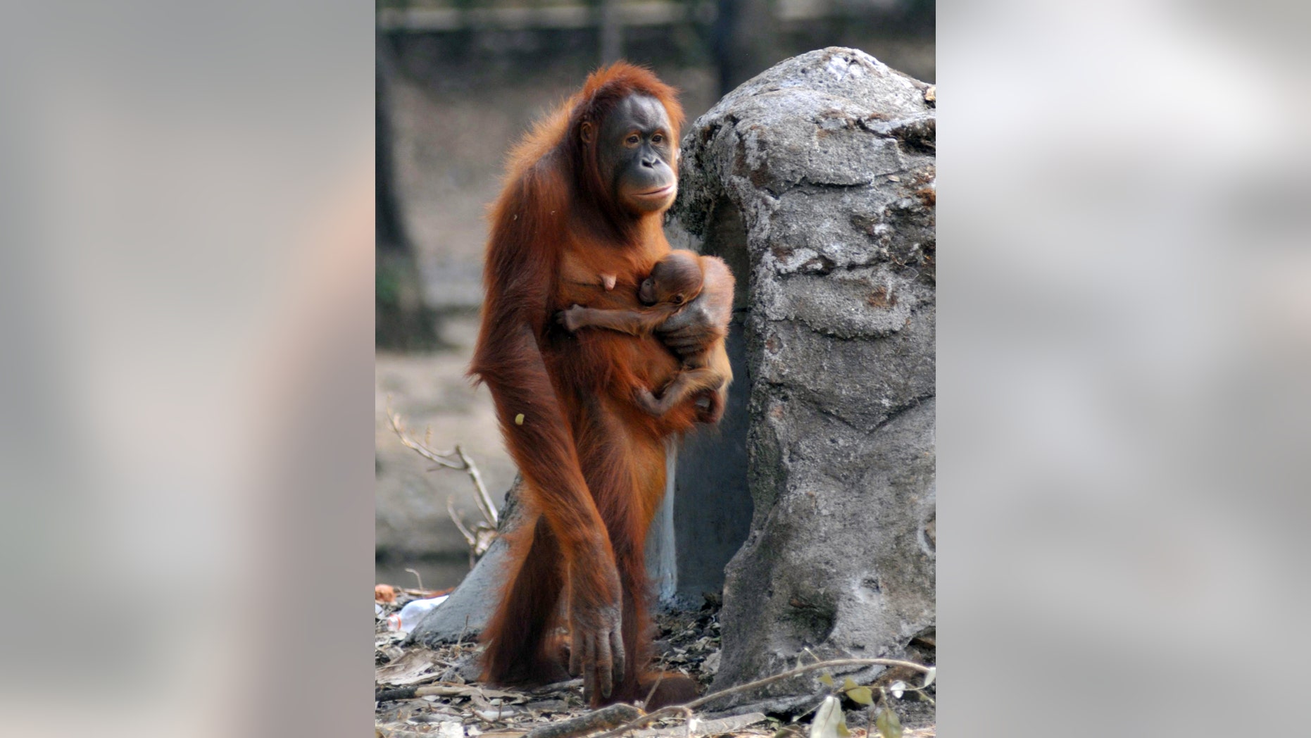File photo: In this photo taken on Thursday, Sept. 27, 2012, Tori, a female orangutan carries her baby at Satwa Taru Jurug zoo in Solo, Central Java, Indonesia. (AP Photo)