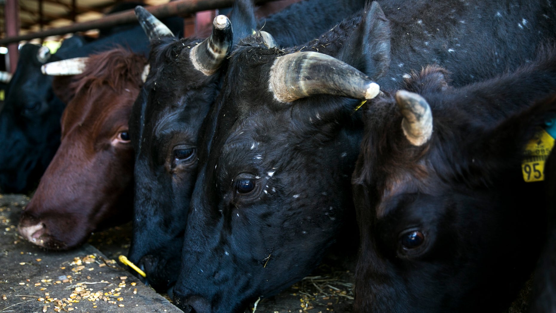NAMIE JAPAN - MAY 11: A cow with white spots is seen at Masami Yoshizawa's cattle farm next to the Exclusion zone close to the devastated Fukushima plant on May 11, 2014, in Namie, Japan. Masami Yoshizawa who runs the sanctuary, "Ranch of Hope" for contaminated cattle, leads the movement among self-sacrificing farmers to protect cattle that were left behind in the exclusion zone in Fukushima after the nuclear disaster of Fukushima Daiichi Nuclear Power Plant following the earthquake and tsunami in March 11, 2011. (Photo by Paula Bronstein/Getty Images)