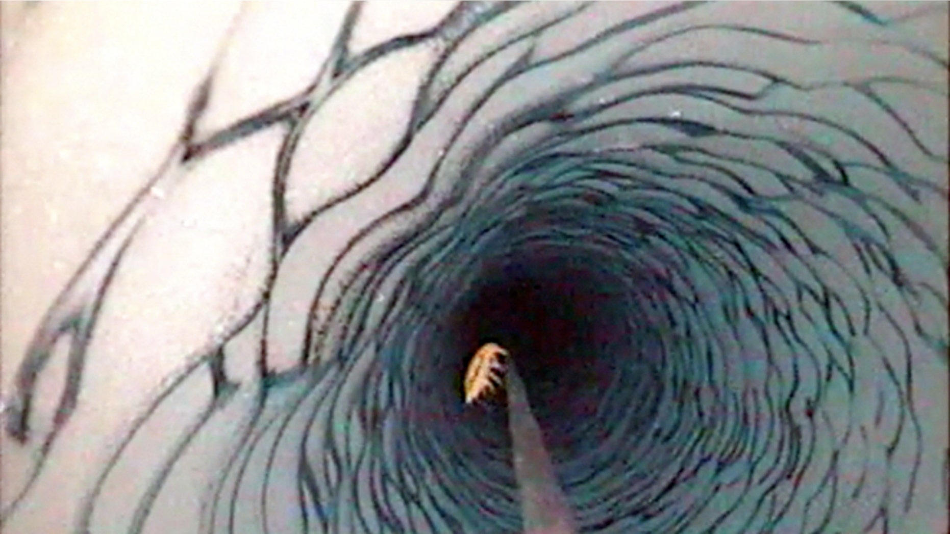 A small shrimp-like creature is spied by NASA at a depth of 600 feet beneath the West Antarctic ice sheet in late November 2009. This critter is a three-inch long Lyssianasid amphipod found beneath the Ross Ice Shelf. Scientists hope Lake Vostok will yield similar surprising life forms.