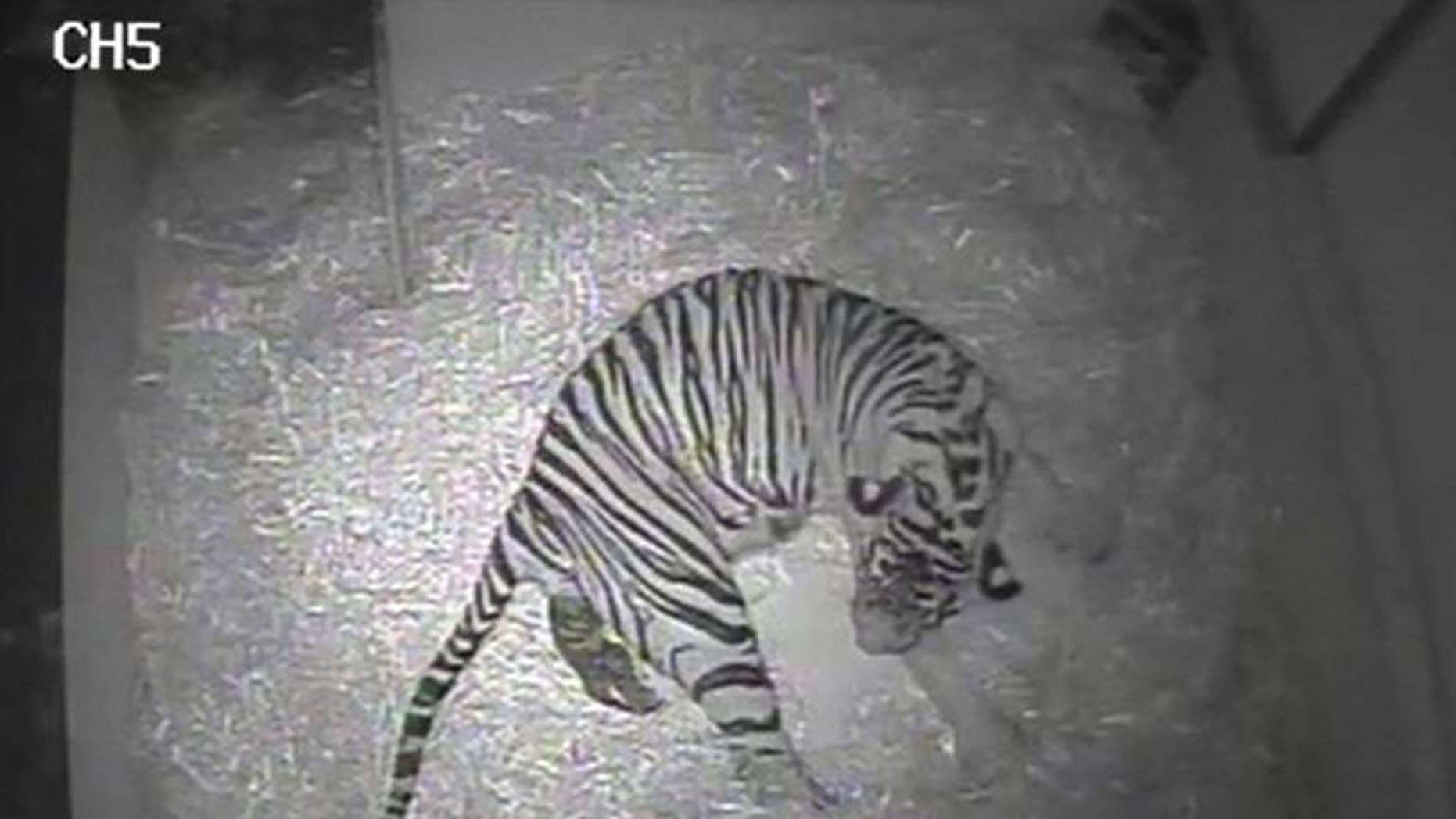 Screengrab released by ZSL London from a video taken by a hidden camera at London Zoo on September 22, 2013 shows five-year-old Sumatran tiger Merati giving birth to a single cub