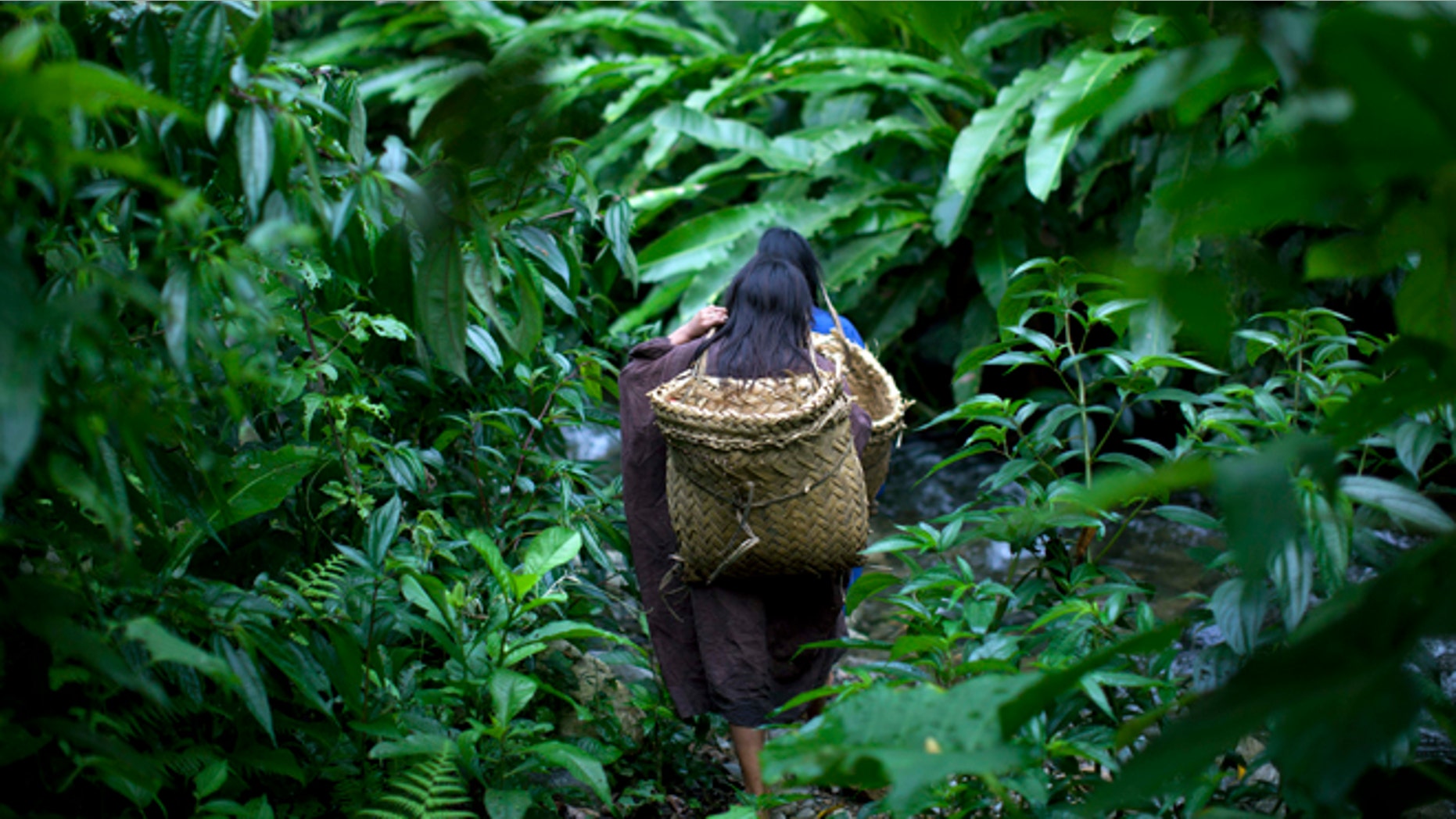 FILE- In this Oct. 1, 2013 file photo, Ashaninka Indian girls walk through a forest path as they return to their village after shopping in the nearby village Kimkibiri Baja, Pichari district, Peru. According to environmentalists Peru has cut down 70 thousand square kilometers of forest, an area larger than the Dominican Republic and El Salvador put together. As illegal loggers operate in Ashaninka Indian lands and murder Ashaninka leaders, the environmentalist at the U.N. Climate Change Conference, claim that Peru is ignoring its best allies in the fight against deforestation. (AP Photo/Rodrigo Abd)
