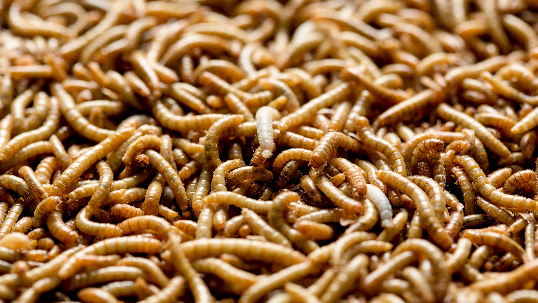 File photo: Mealworms used for human consumption are seen at the Kreca breeding facility in Ermelo April 4, 2014. (REUTERS/Michael Kooren)