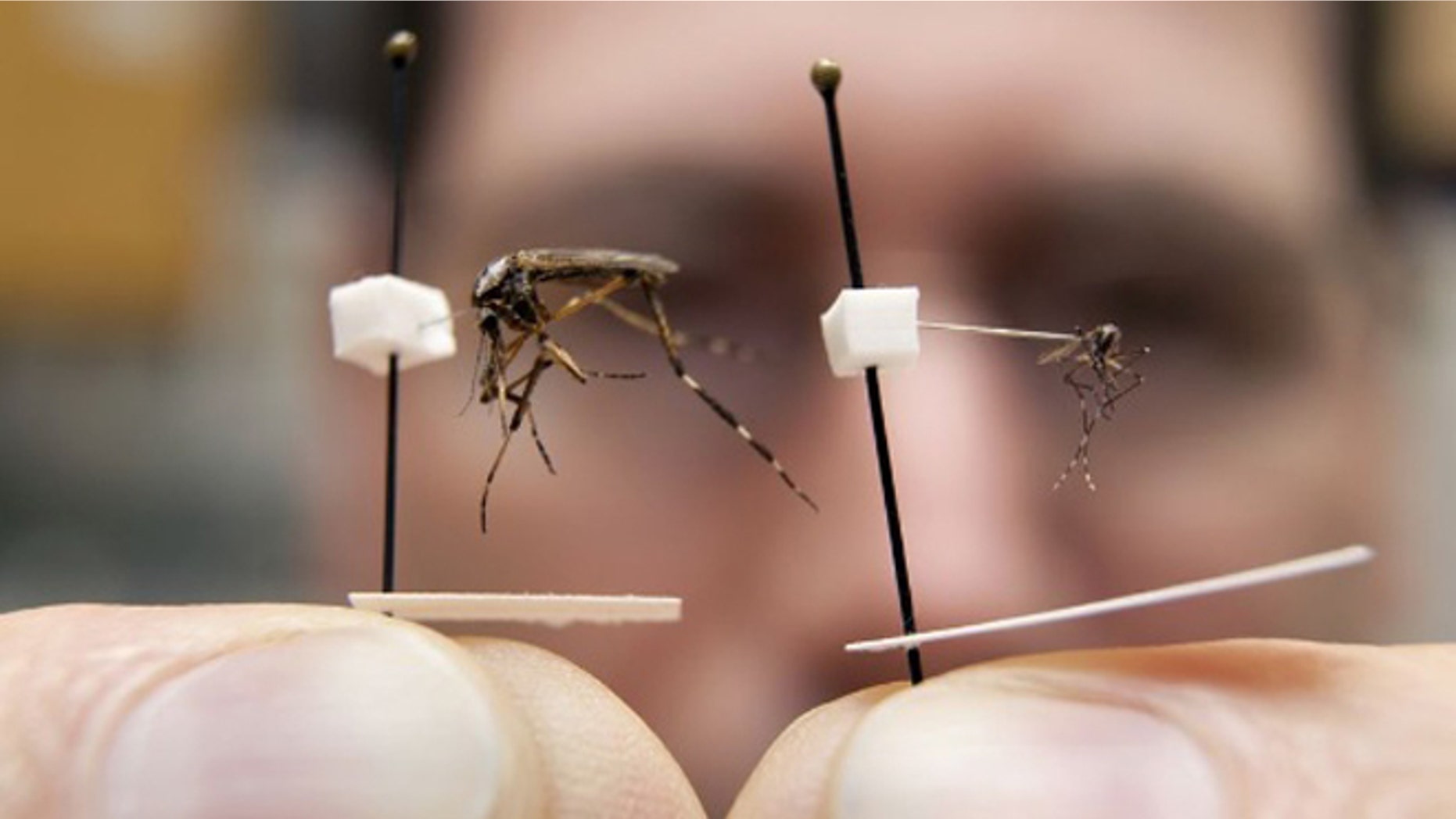 Entomologists predict quarter-sized gallinippers (like the beast seen at left) will invade Florida.