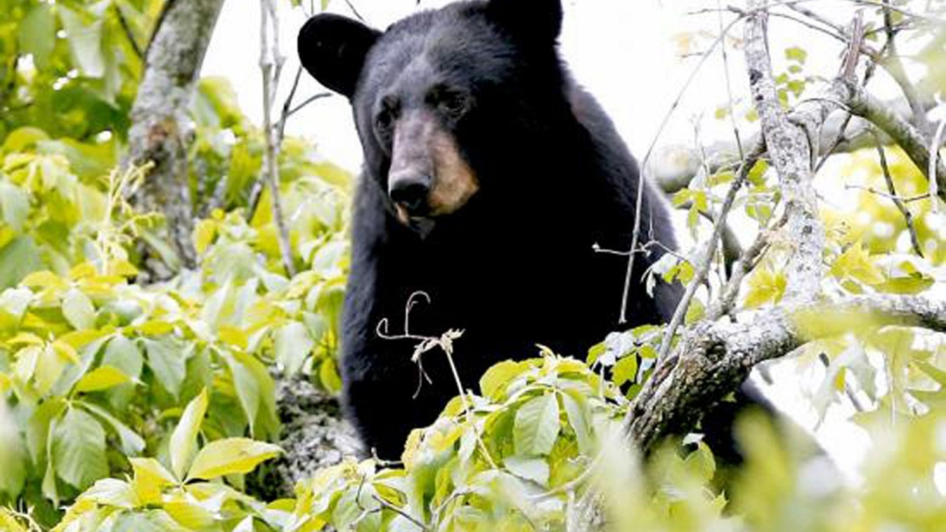 A Florida man came home recently to find a black bear at his doorstep. A bear is seen in a file photo.