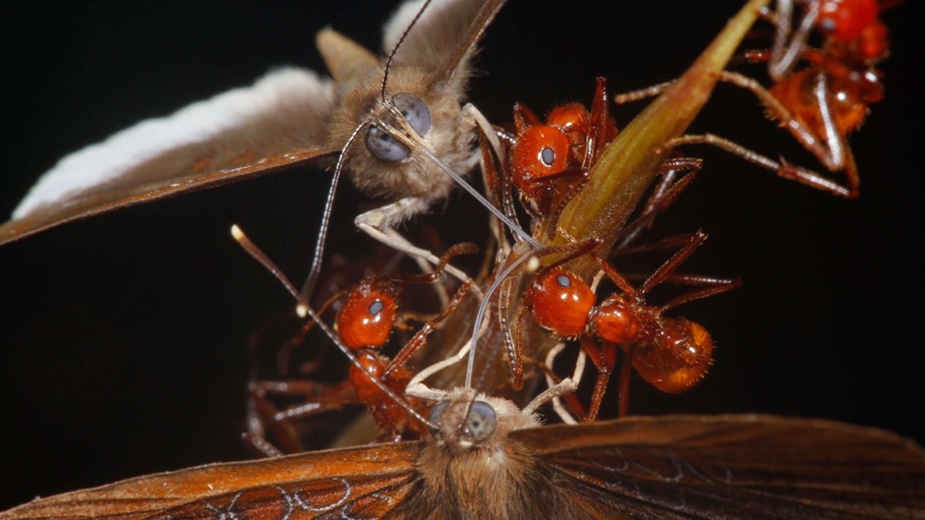 A new study has shown a strange relationship between a butterfly species and the ants it hangs out with. While the larvae and the ants provide mutual benefits to each other, the adult butterflies are freeloaders that stea