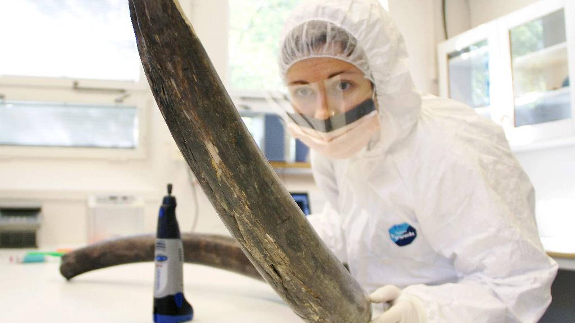 In this Sept. 3, 2013 photo provided by Love Dalen, Eleftheria Palkopoulou inspects a woolly mammoth tusk to identify potential sites for DNA sampling, in the ancient DNA lab at the Swedish Museum of Natural History, in Stockholm, Sweden. Scientists are getting their best look yet at the DNA code for the woolly mammoth, thanks to work that could be a step toward re-creating the extinct beast. (Love Dalen via AP)