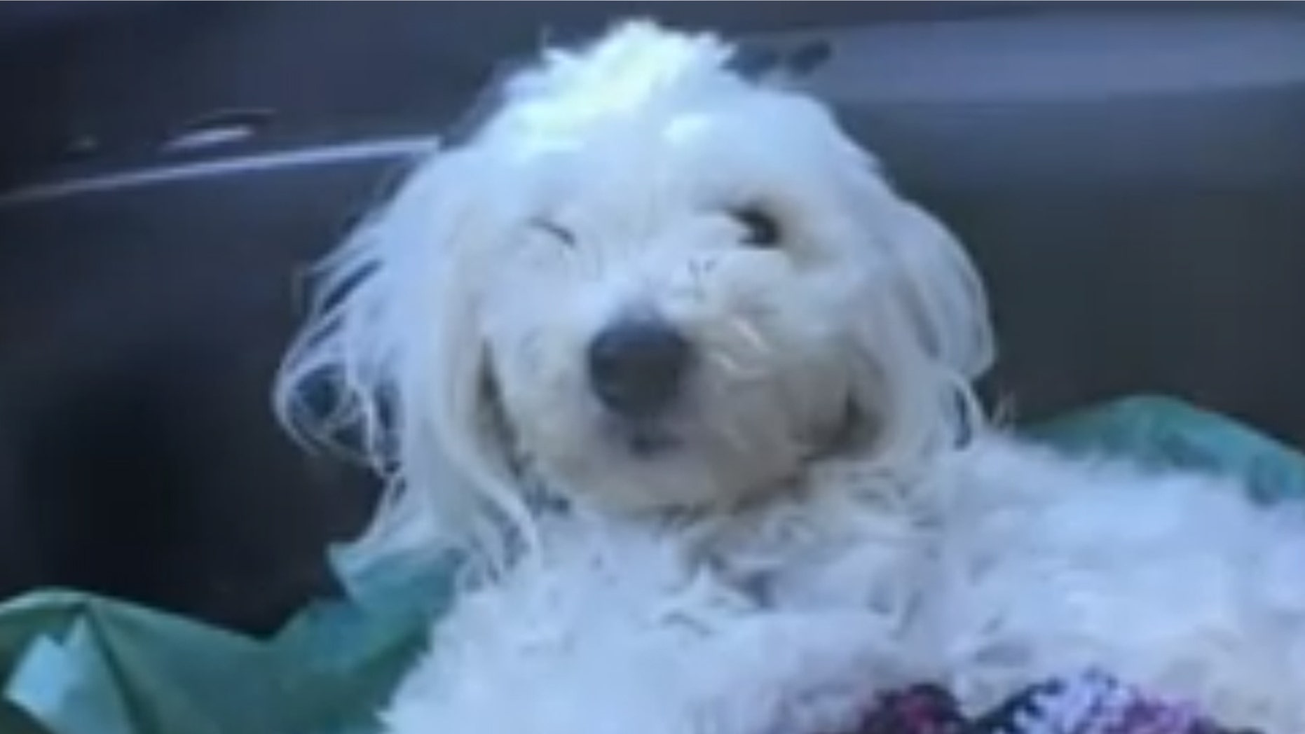 Rex, an 18-month-old Bichon and Maltese mix puppy, was thrown out of a car Thursday on a California interstate after his back legs were tied up. (Fox 40)