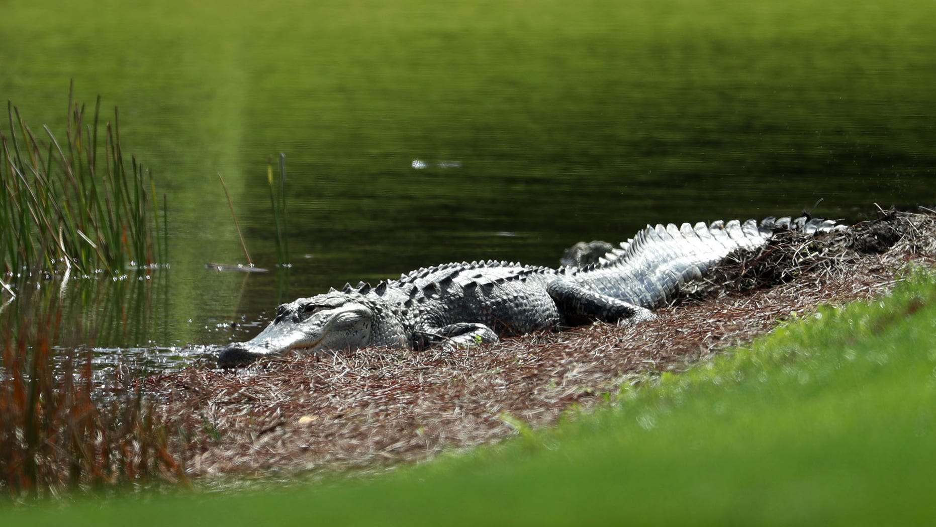 The man approached the gator with his phone -- before the animal charged.