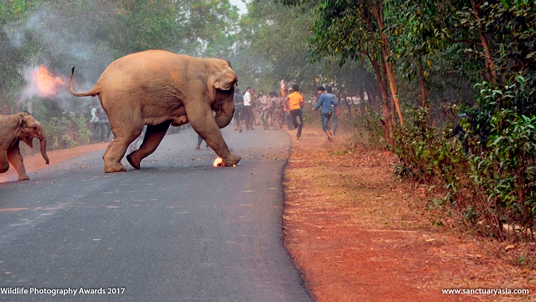 An award-winning image shows the moment two elephants had to run for their lives.
