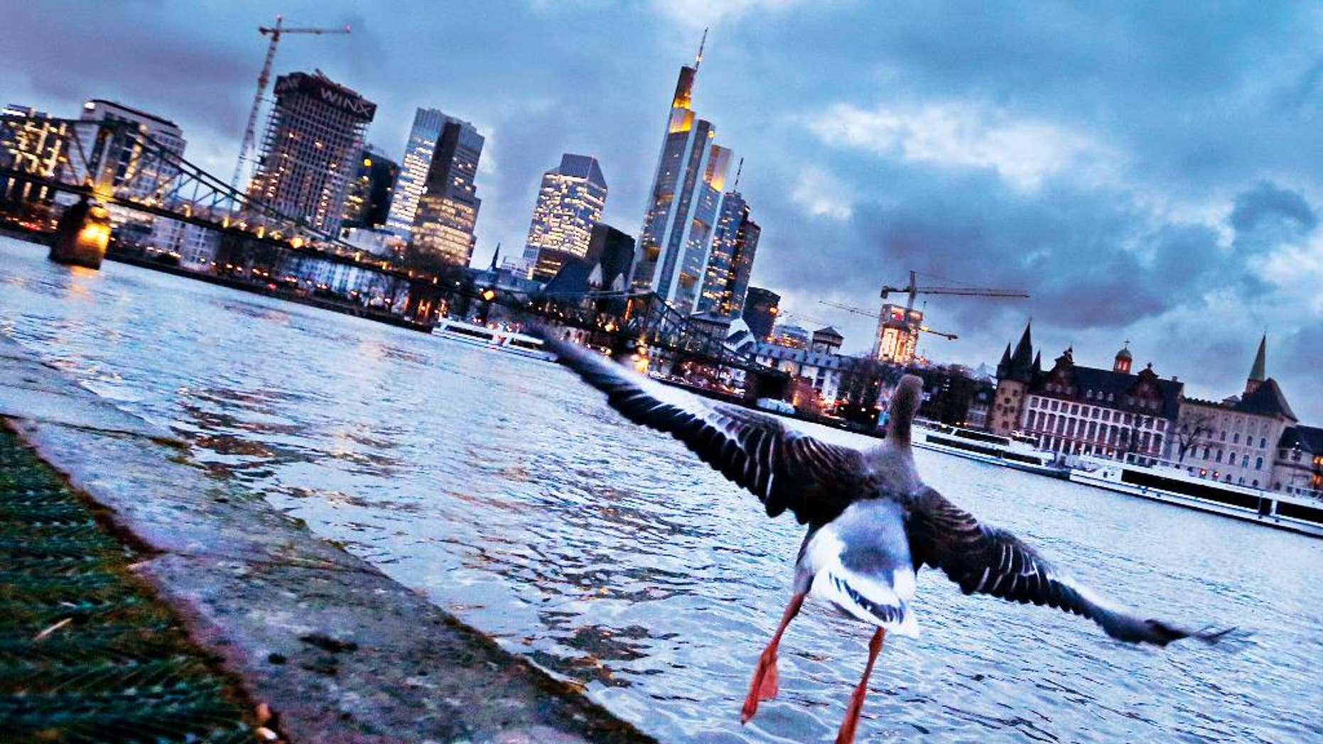 A goose starts for a flight over the river Main with the buildings of the banking district in background in Frankfurt, Germany, Tuesday evening, Feb. 28, 2017.(AP Photo/Michael Probst)