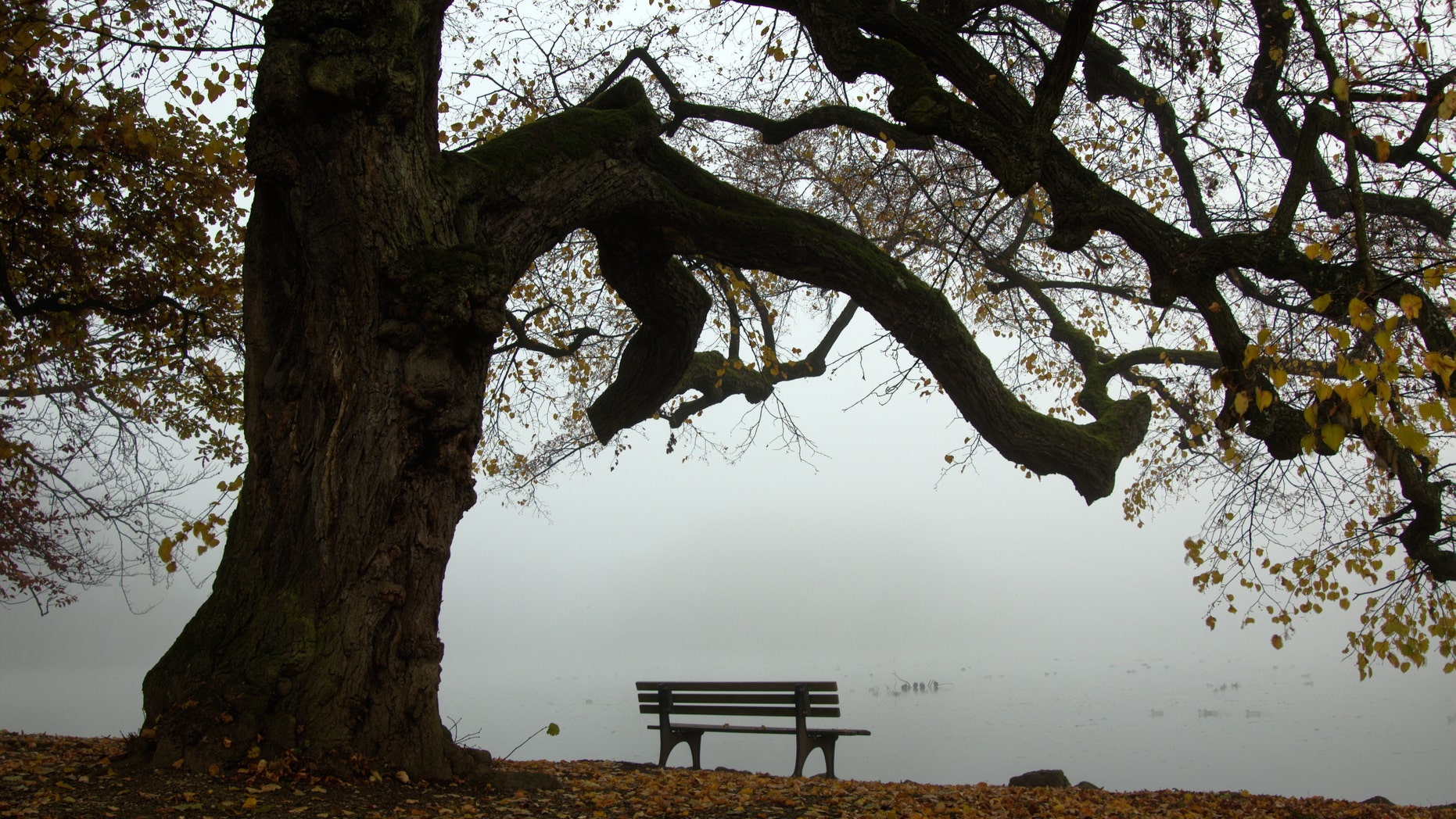 Park bench ona little lake under an old tree in the Nymphenburg Castle park in Munich, Germany on a foggy Autumn day.