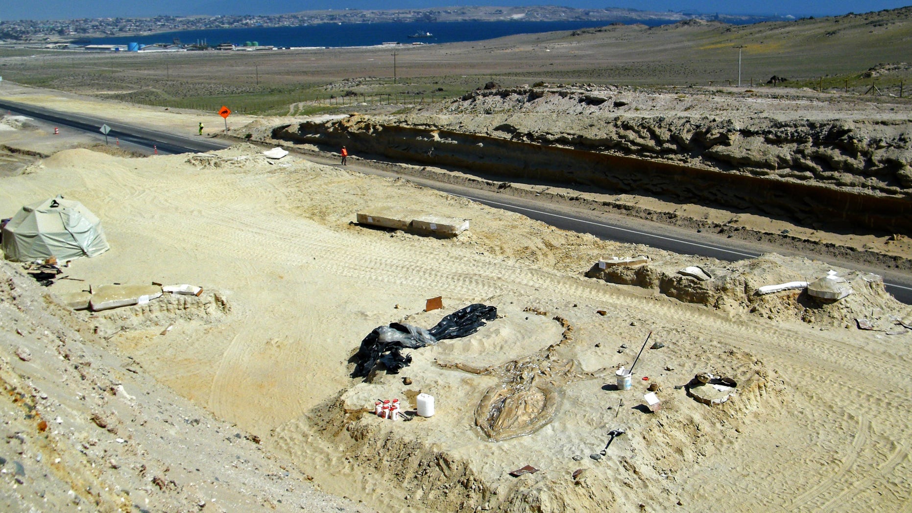 FILE - In this Aug. 24, 2010 FILE photo released by Chile's Paleontological Museum of Caldera, a prehistoric whale fossil lays in the Atacama desert near Copiapo, Chile. A team of Chilean and Smithsonian Institution scientists investigating the graveyard of marine mammal fossils say toxins generated by algae blooms most likely poisoned the animals millions of years ago. The study by a team of Chilean and Smithsonian Institution scientists was published Wednesday, Feb. 26, 2014 in the journal Proceedings of the Royal Society B. (AP Photo/Museo Paleontologico de Caldera, File)