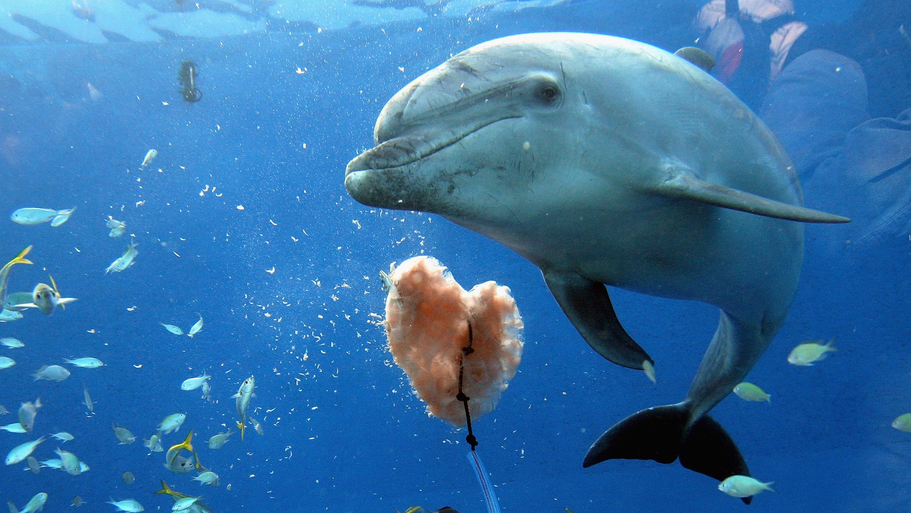 Tuna fishing is a multibillion-dollar global industry. In 1990, the U.S. adopted a law intended to protect dolphins by encouraging consumers to buy tuna products packaged as "dolphin-safe" -- but WHO ruled the labels, below, were too restrictive.