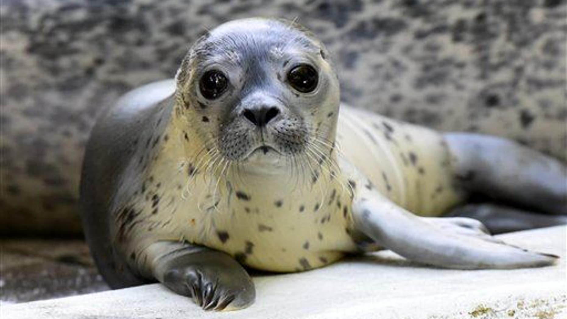 A female sea lion cub, alive, is shown here.