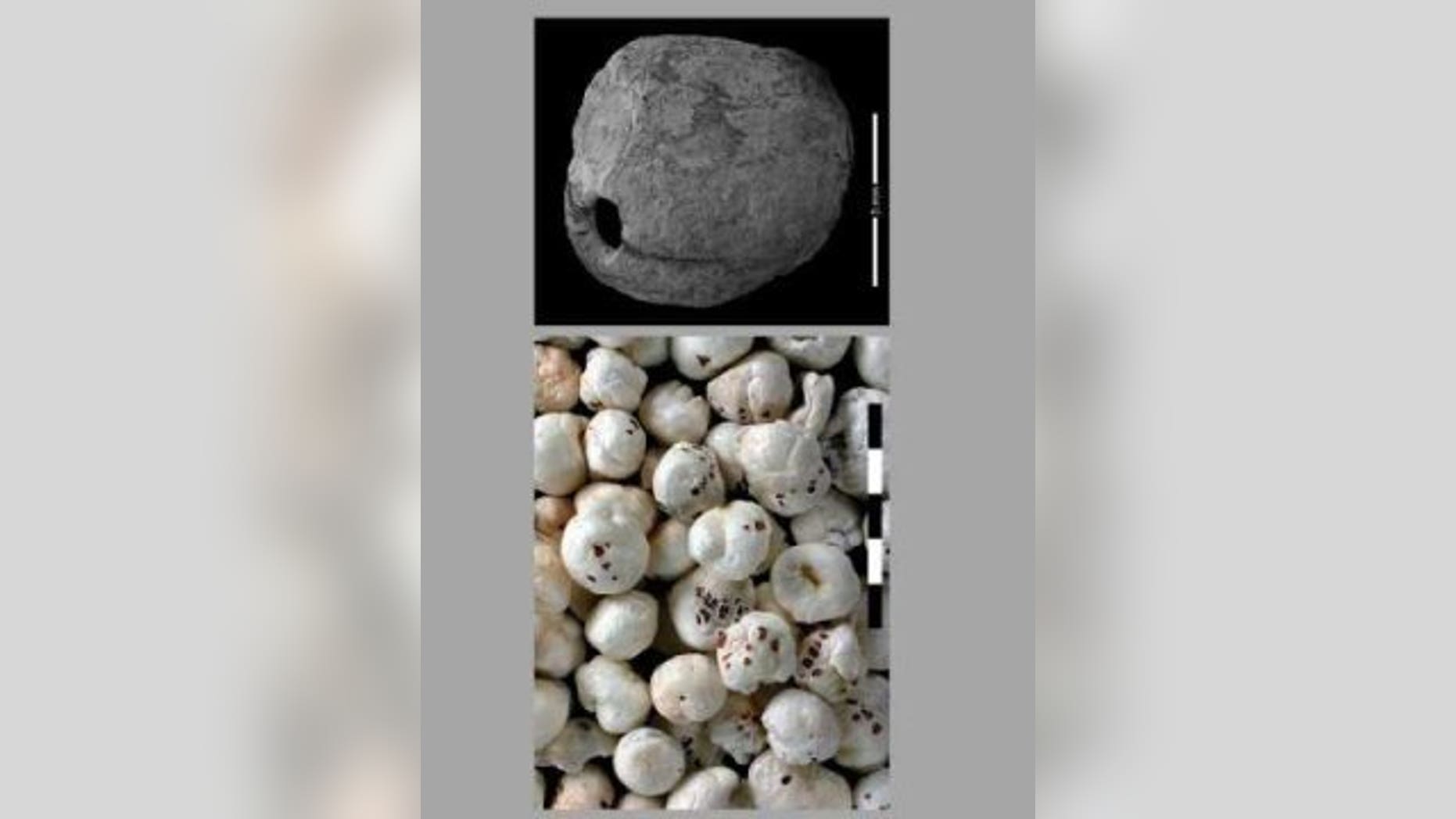 Euryale ferox, from the water lily family, is one of several plant species that are considered extinct in Israel and the Levant region and were found in excavations in the prehistoric site of Gesher Benot Ya'aqov. In eastern Asia its seeds are roasted and pop like popcorn. (Naama Goren Inbar, Yaakov Langsam)