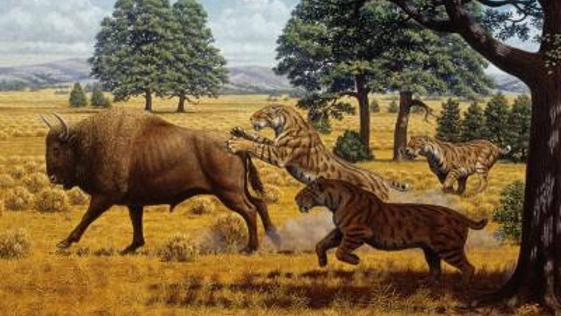 Sabertoothed cats were not limited by food in California during the late Pleistocene.