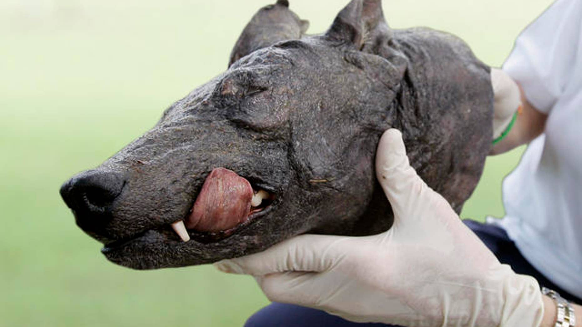 *** FILE *** Phylis Canion holds the head of what she called a Chupacabra at her home in Cuero, Texas in 2007. (AP Photo/Eric Gay)
