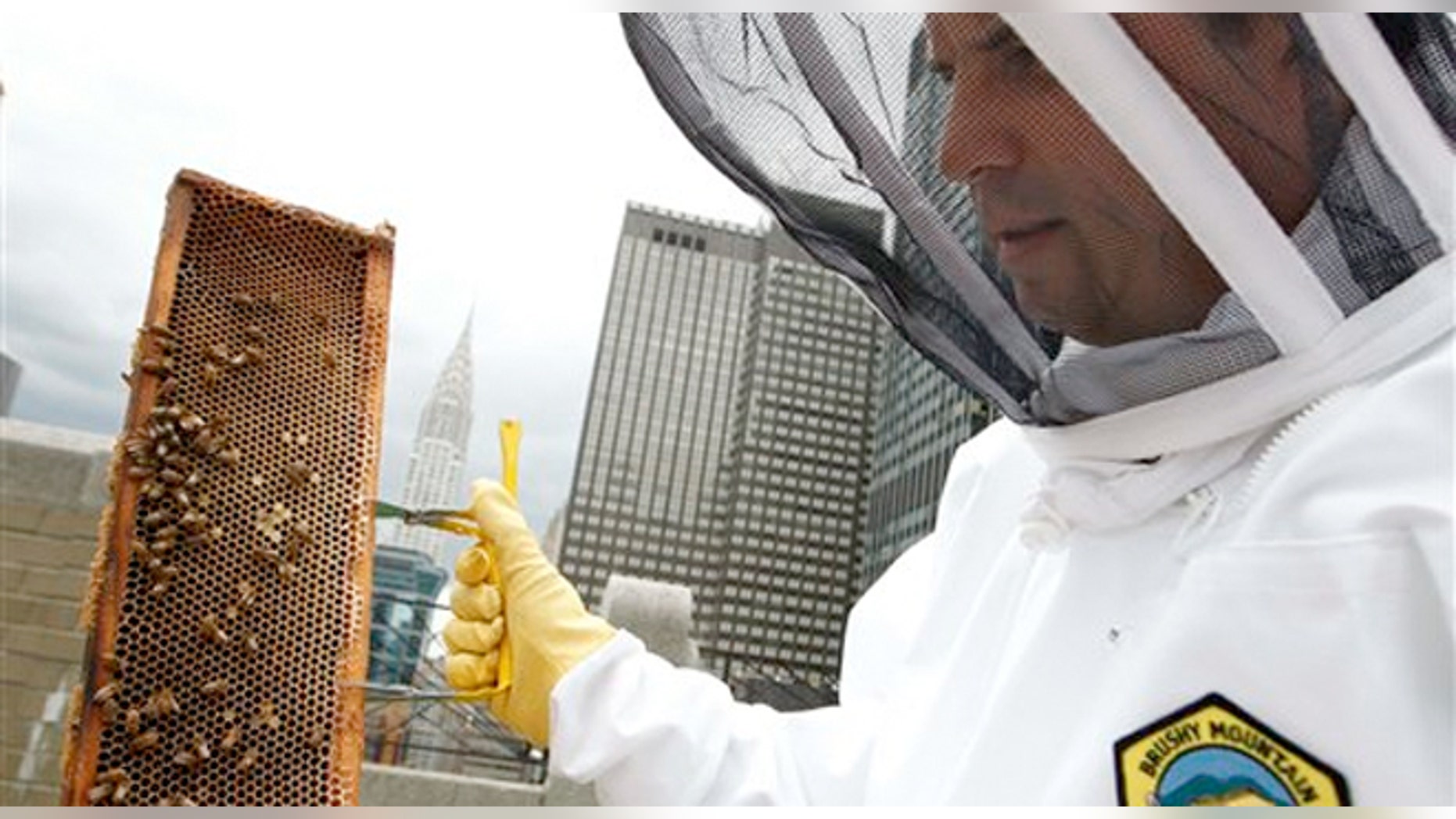 June 5, 2012: Waldorf Astoria hotel culinary director David Garcelon inspects honey bees from hives on the hotel's 20th floor roof in New York.