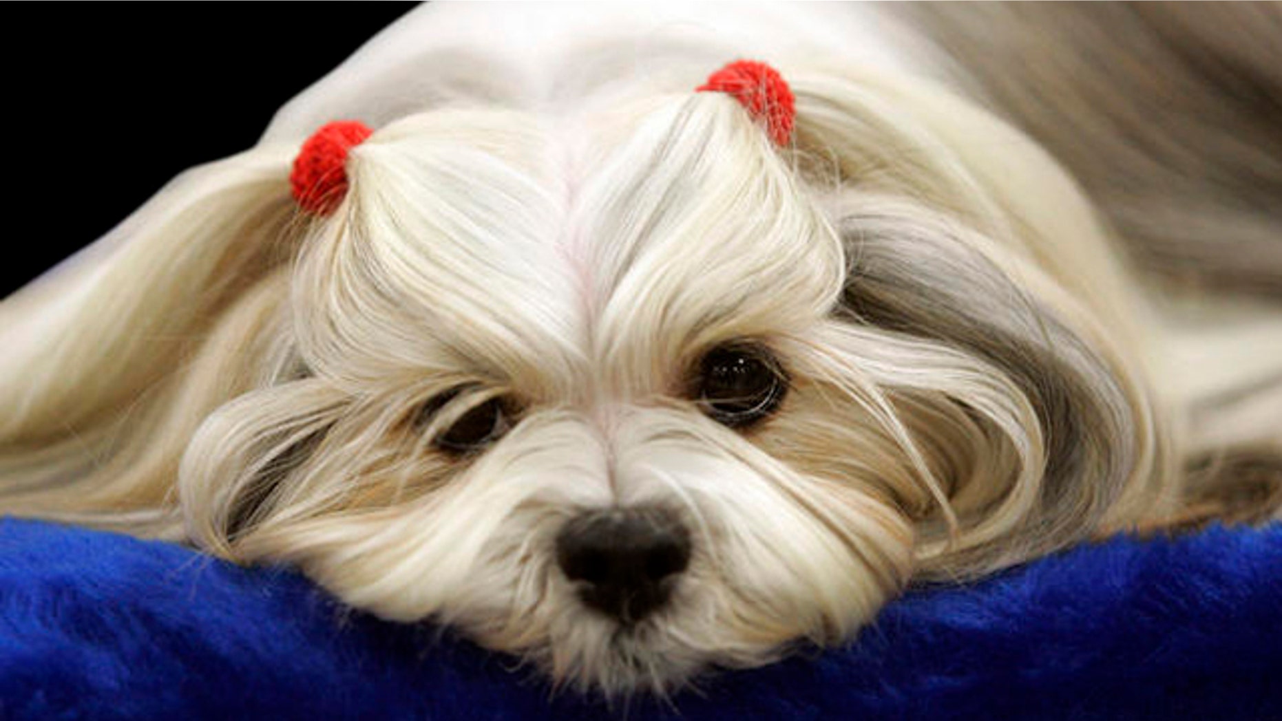 Penny from Heaven, a lhasa apso waits to be judged during the first day of the Westminster Dog Show Monday, Feb. 14, 2011 at Madison Square Garden in New York. (AP Photo/Jeff Christensen)
