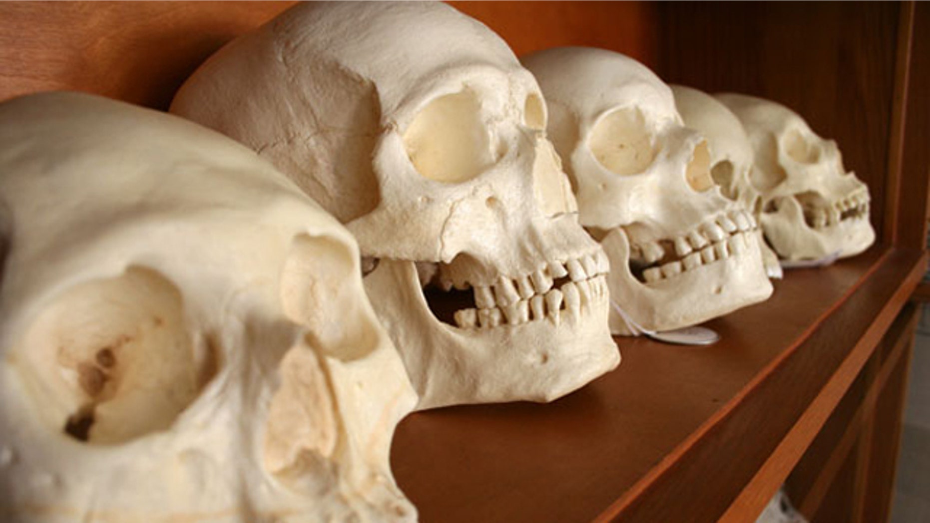 Skulls from a forensic anthropology lab.