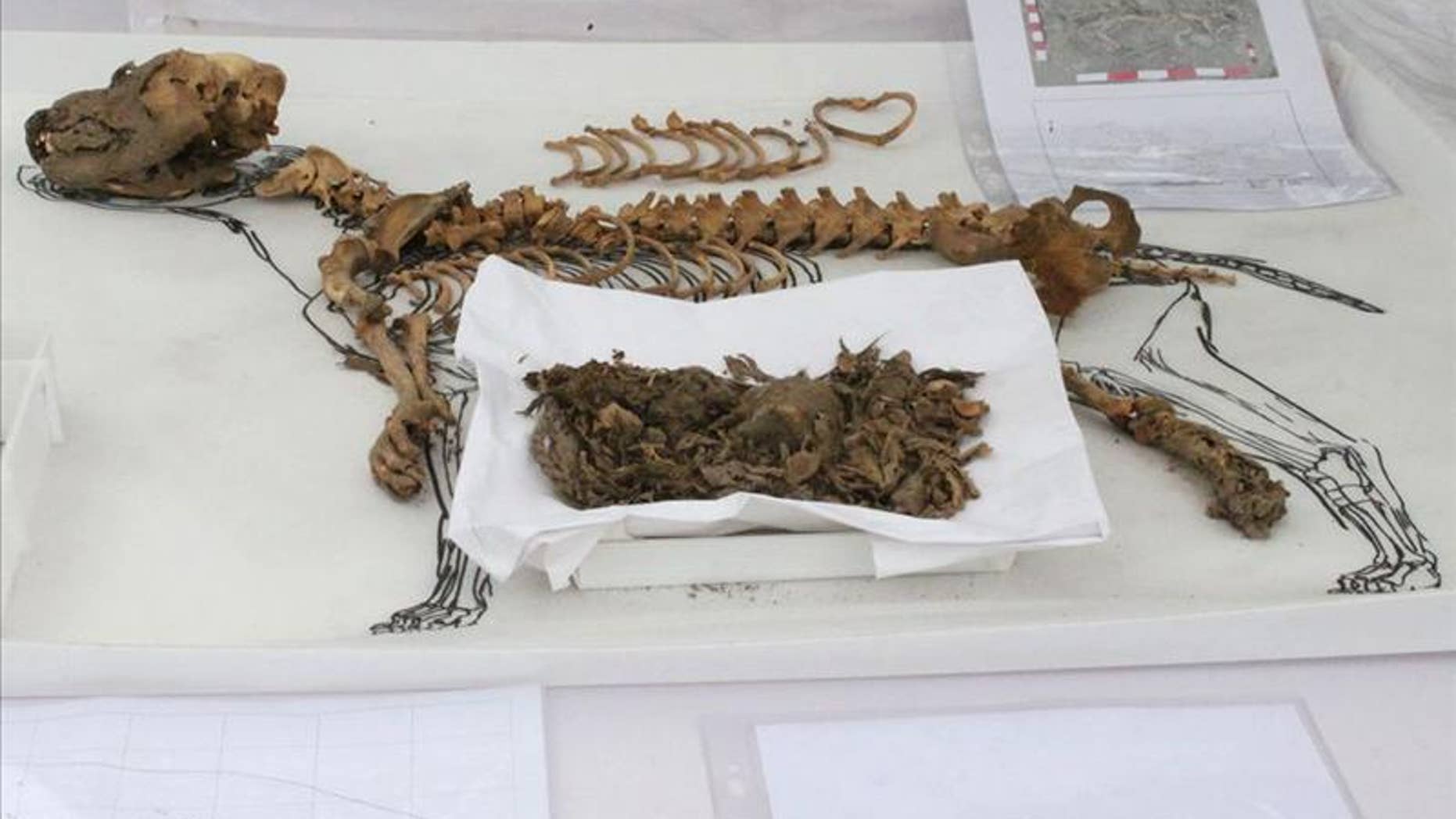 One of the 137 dogs, thought to be more than 900 years old, found in an archaeological complex in Lima, Peru.