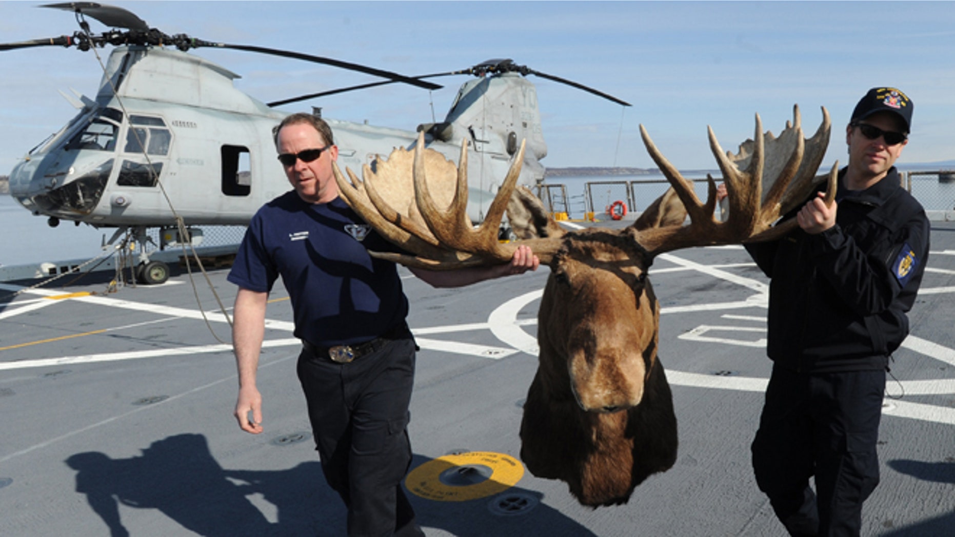 Lex Patten, left, carries a bull moose shoulder mount with a rack measuring 64.5 inches with the help of Cory Purcell, that he donated to the USS Anchorage on Monday, May 6, 2013 in Anchorage, Alaska.