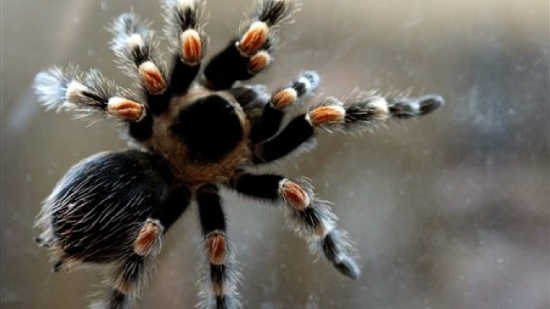 A tarantula spider (Theraphosidae) is displayed during a live exotic animal exhibition in the Bulgarian capital Sofia, Monday, April 19, 2010.(AP Photo/Petar Petrov)