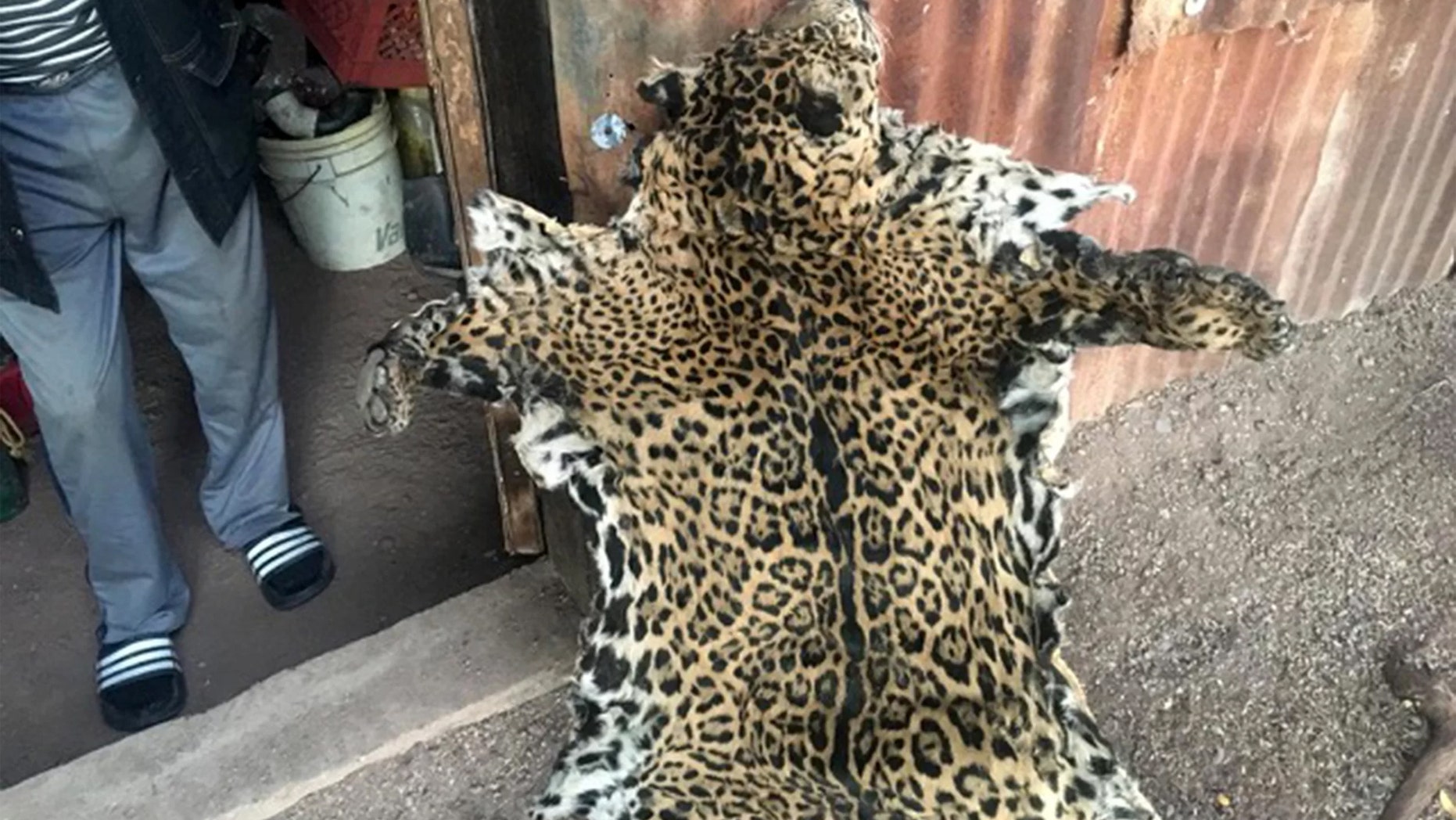 Based on the rosette patterns of this pelt, experts believe it's Yo'oko, a jaguar thought to be one of only two in the U.S. Credit: The Center for Biological Diversity