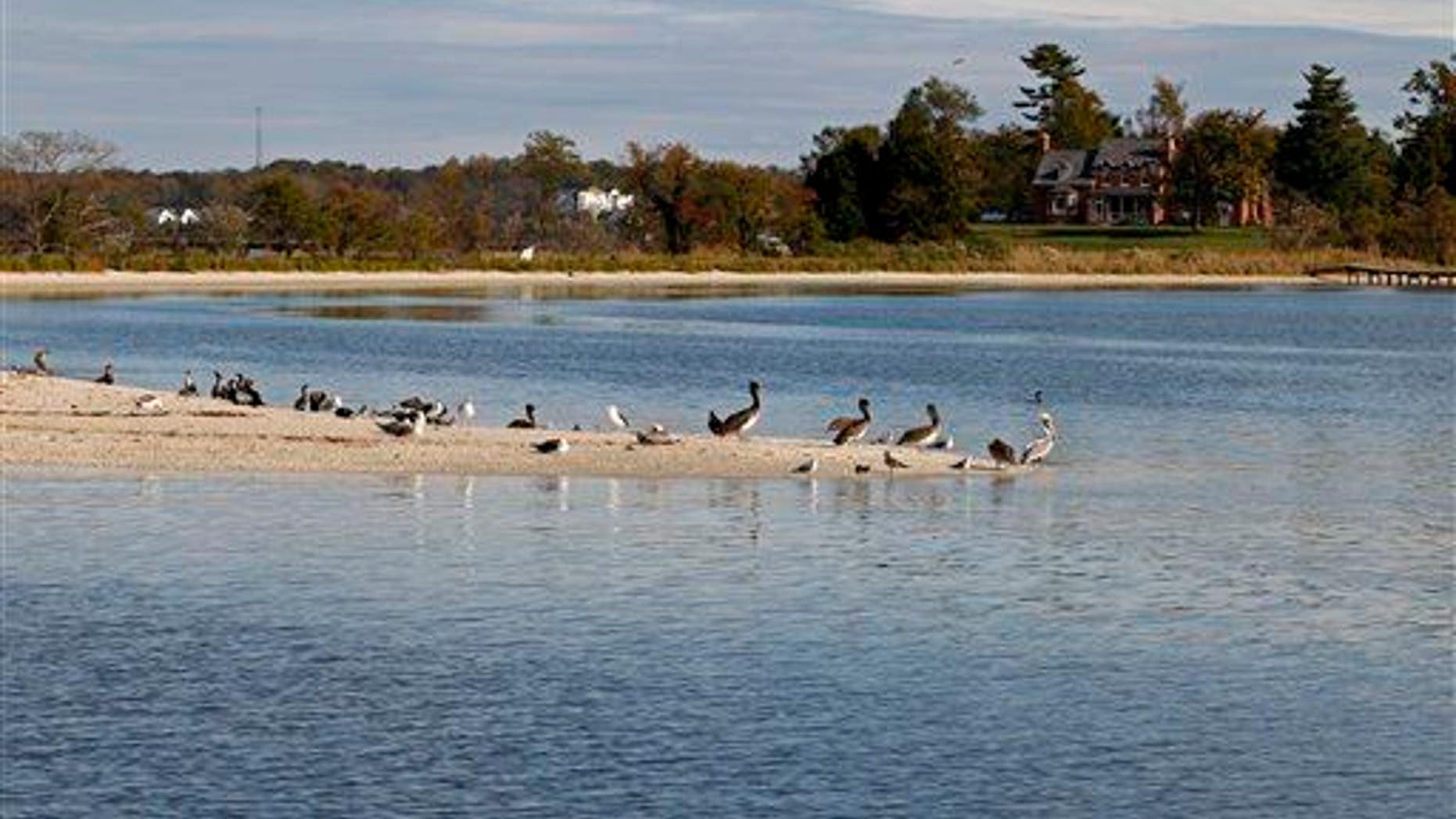 Pelicans are seen in a sand bar from the research vessel Kerhin on the Chesapeake, Thursday Nov. 1, 2012.