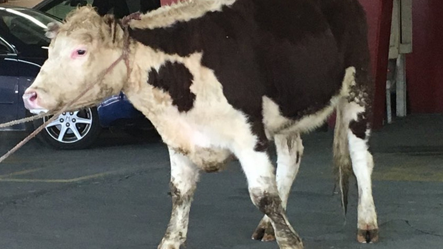 Cow that escaped NYC slaughterhouse heads to animal sanctuary. (NYPD)
