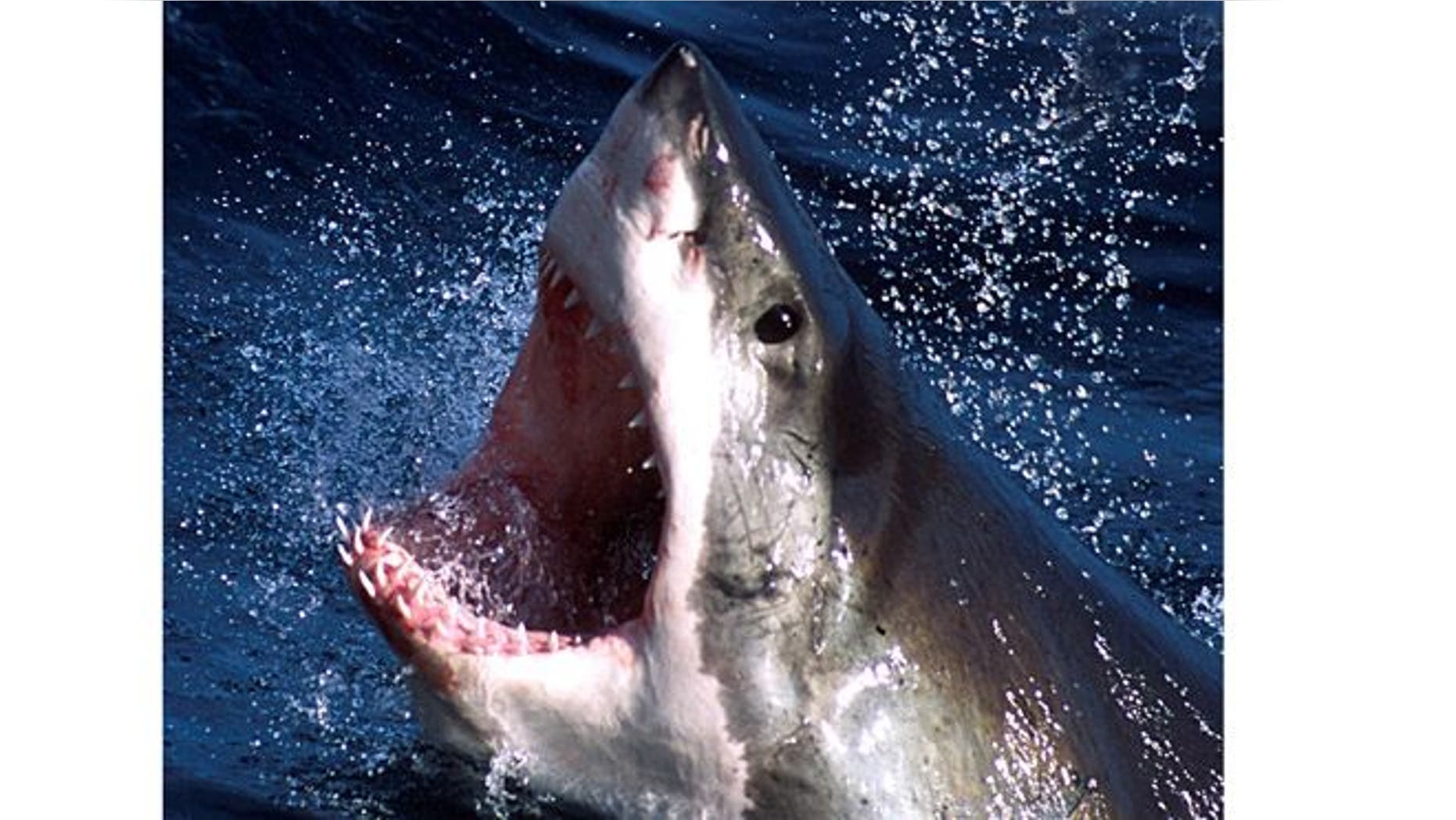 An undated photo of a great white shark.